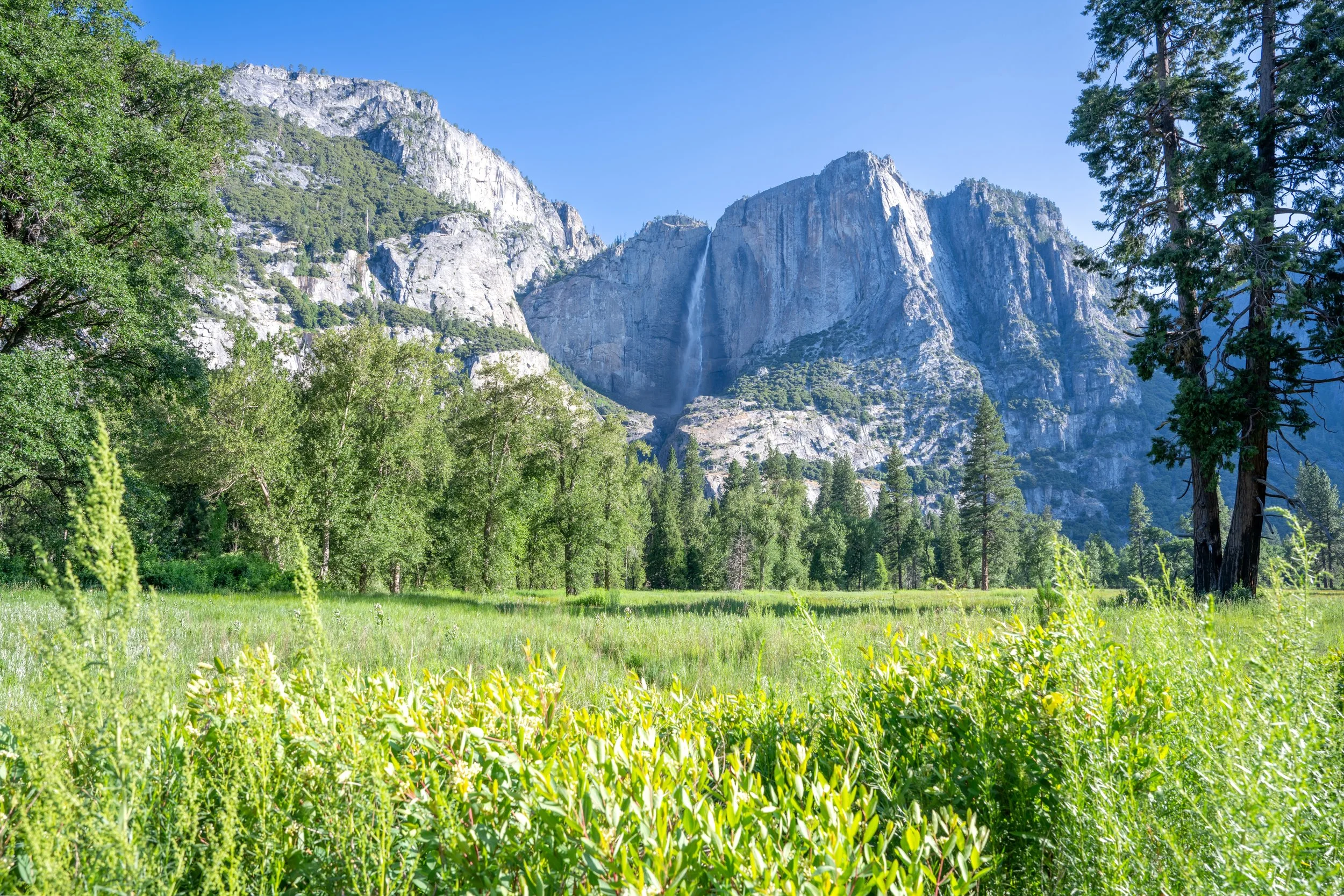 El Capitan Medow.jpeg