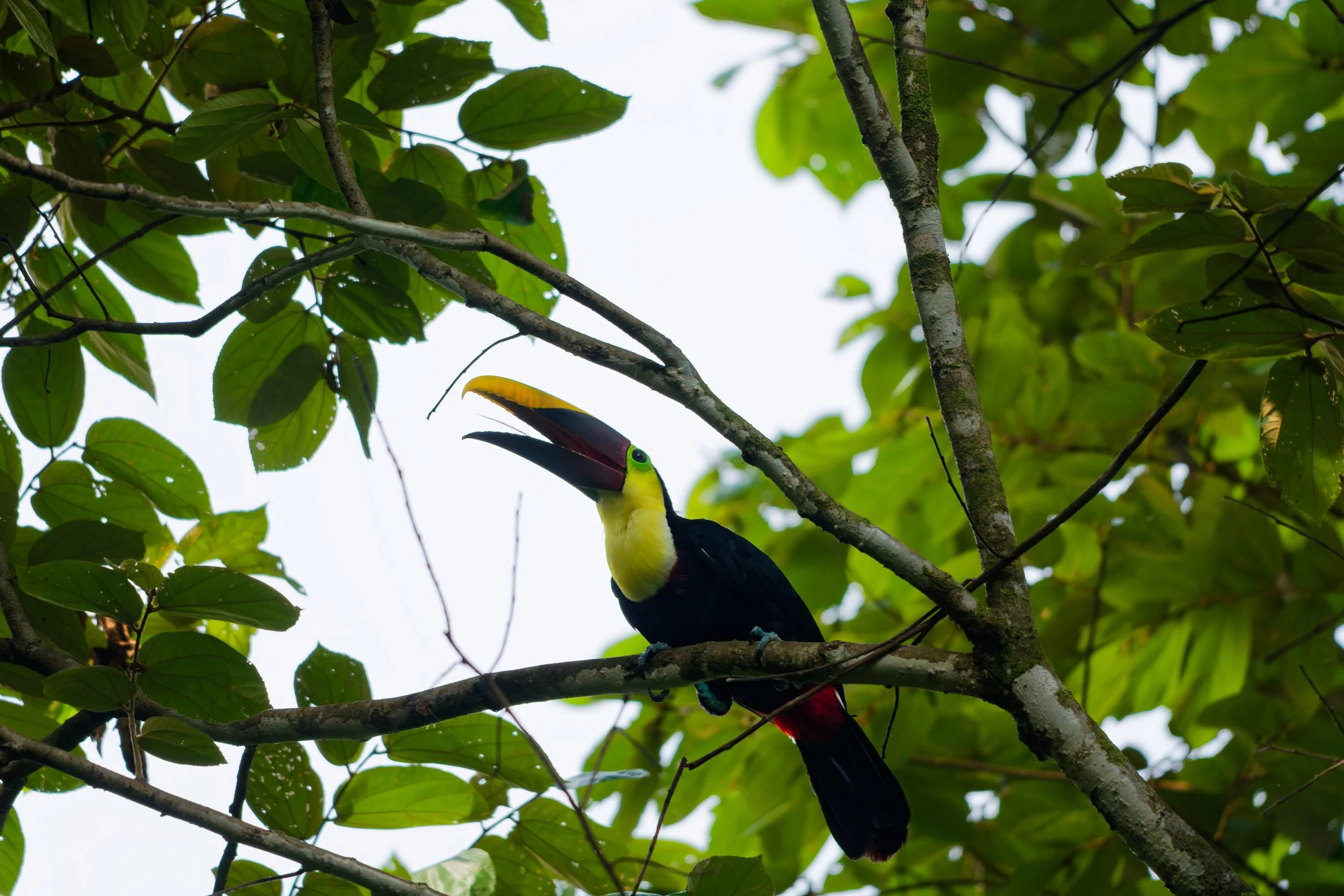 Costa Rica Wildlife-13.jpg