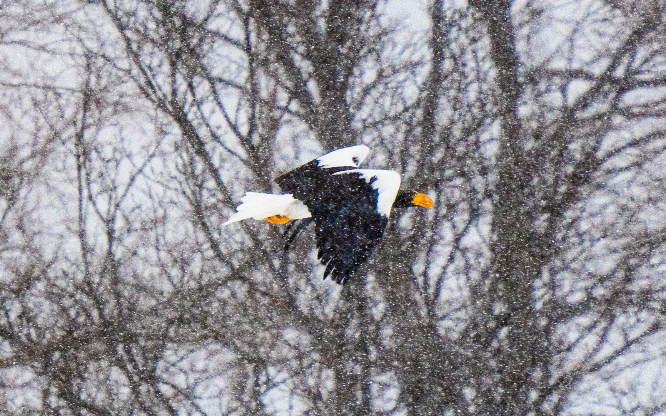 Stellers Sea Eagle-9.jpeg