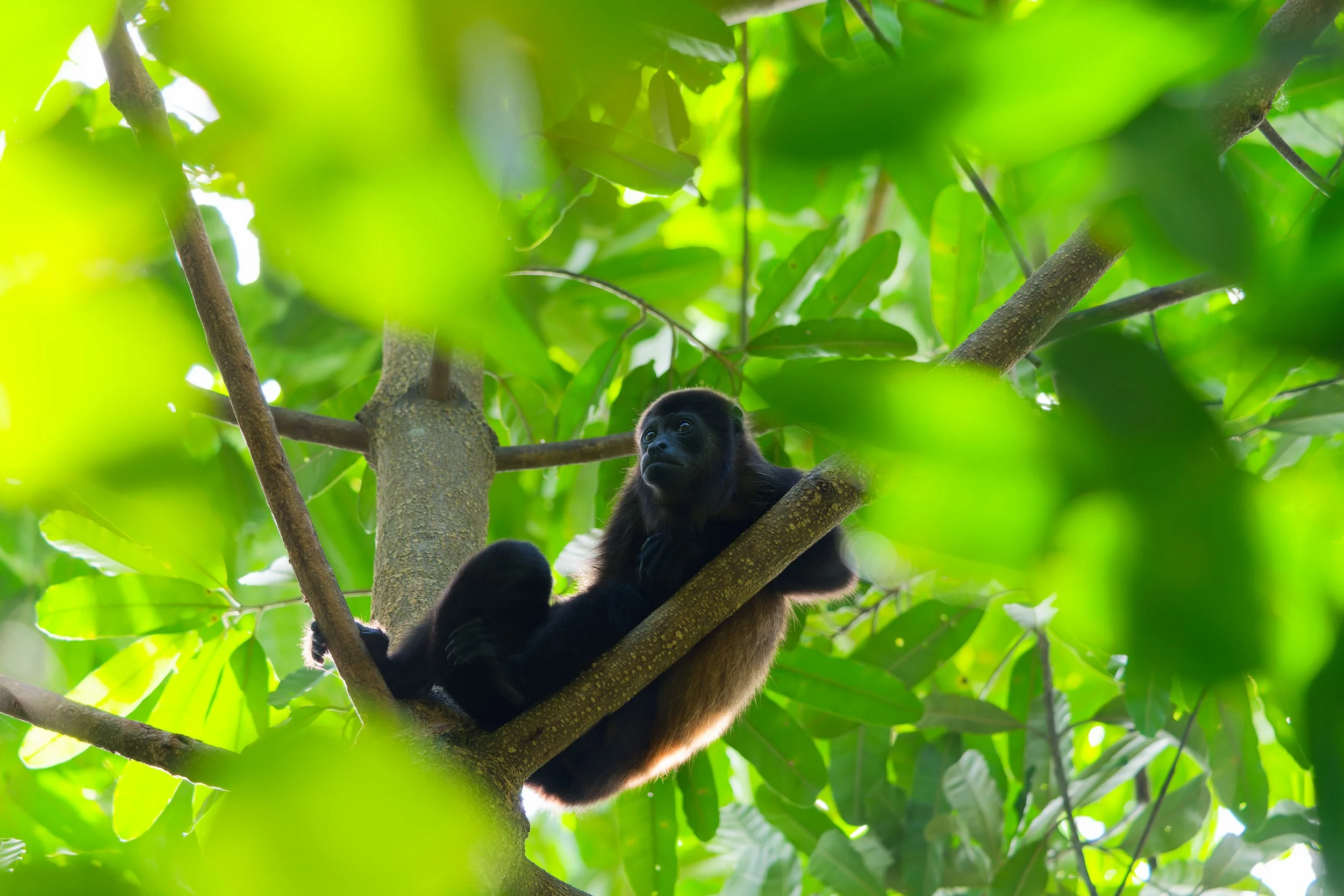 Howler Monkey-1.jpg