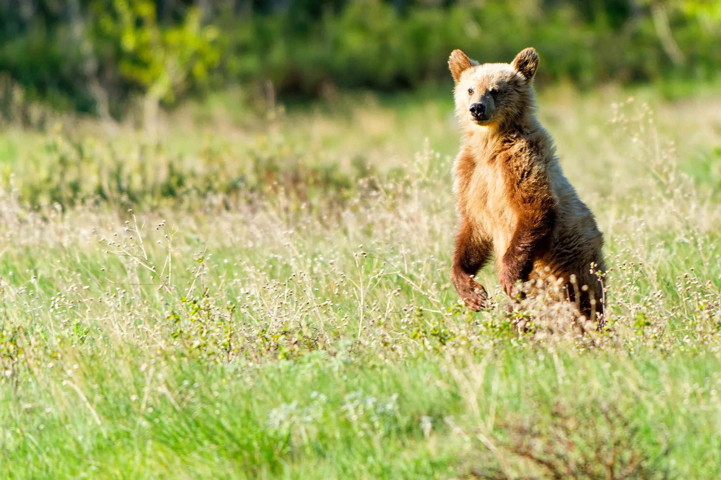 Glacier Park Wildlife-15.jpg