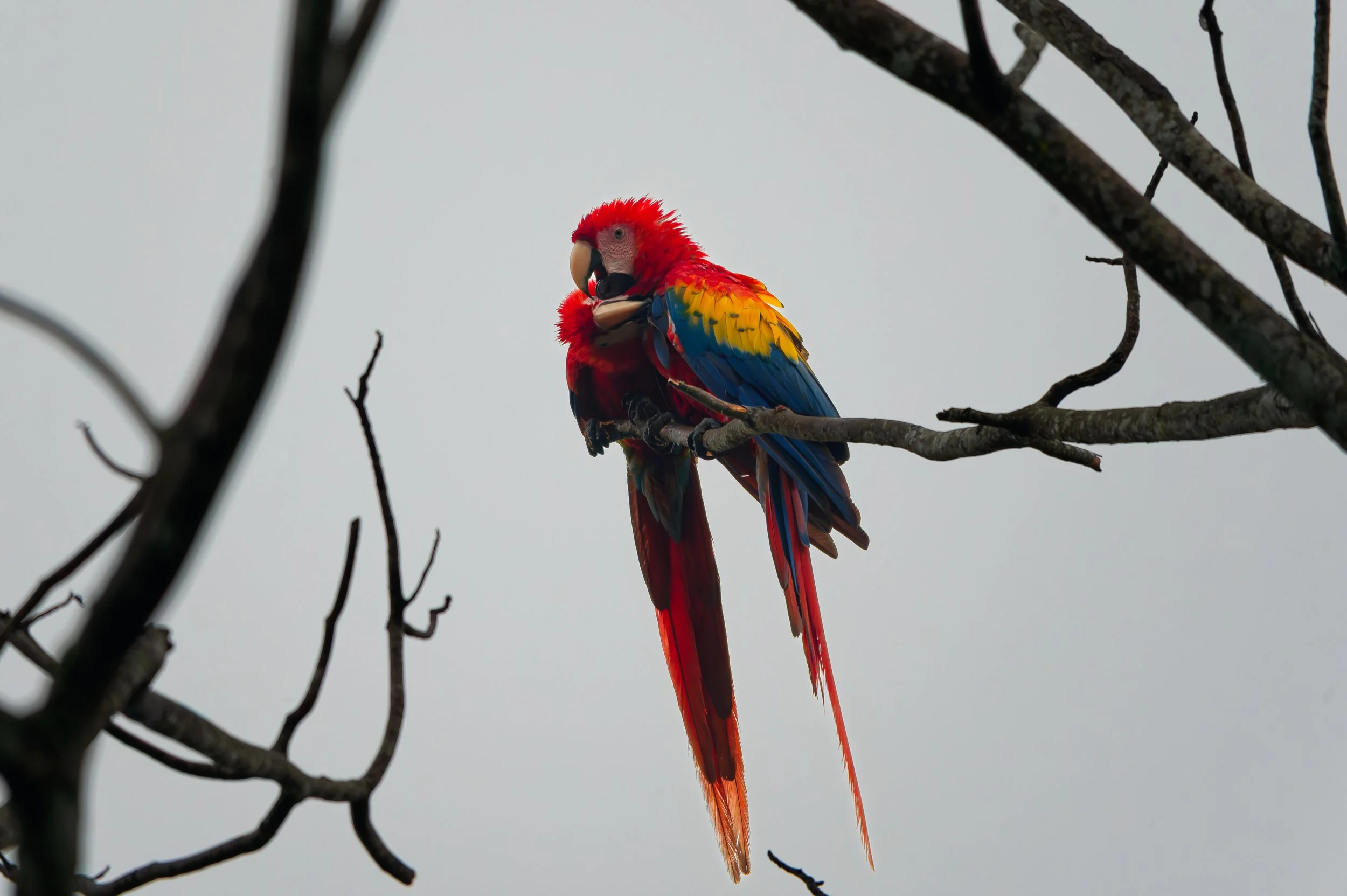 Costa Rica Wildlife-16.jpg