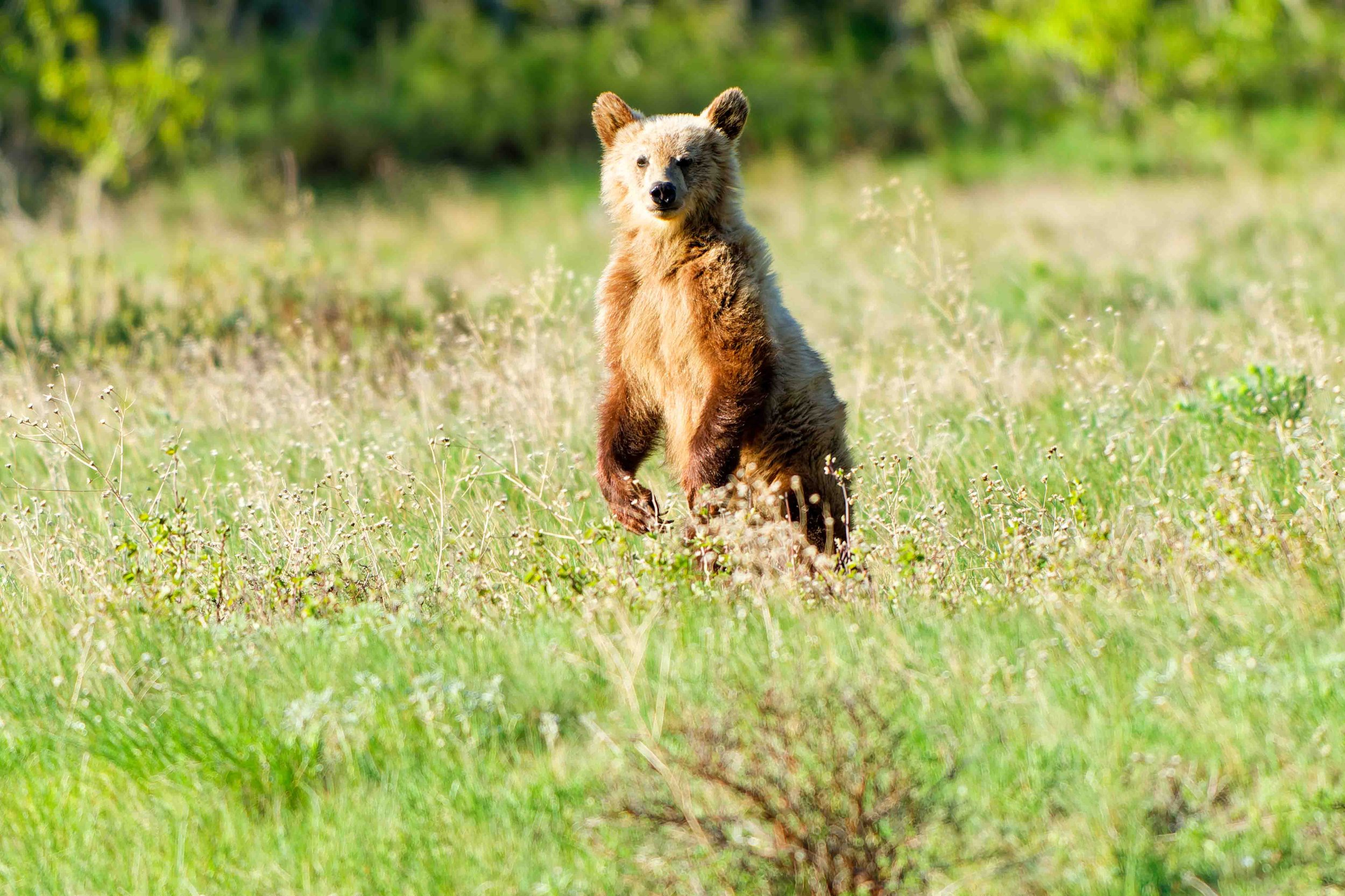 Glacier Park Wildlife-14.jpg