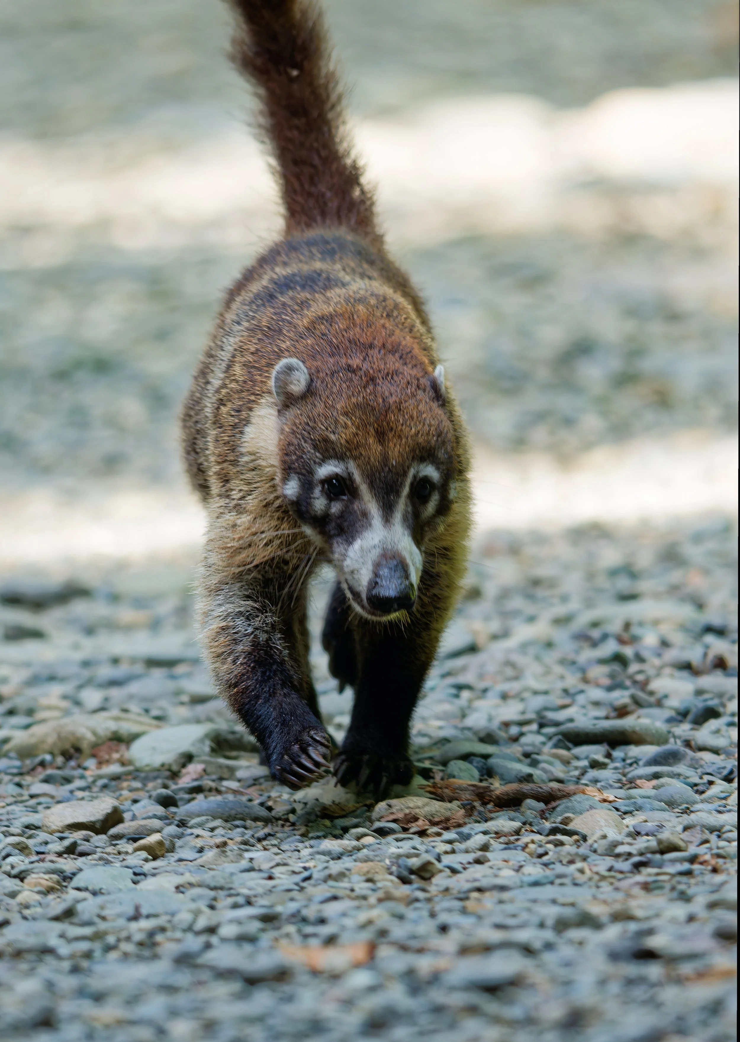 Costa Rica Wildlife-14.jpg