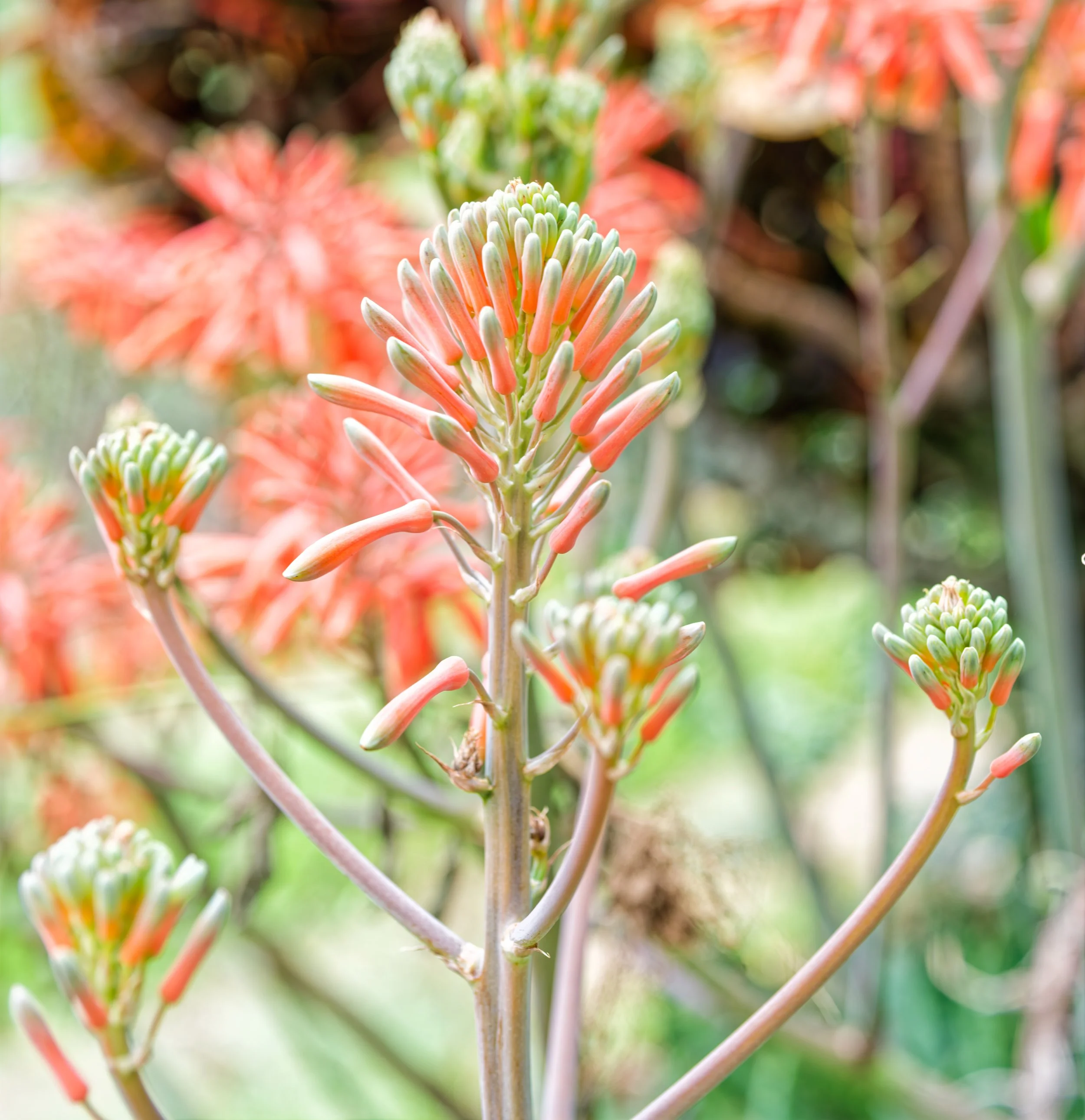 Costa Rica Flowers-9.jpg