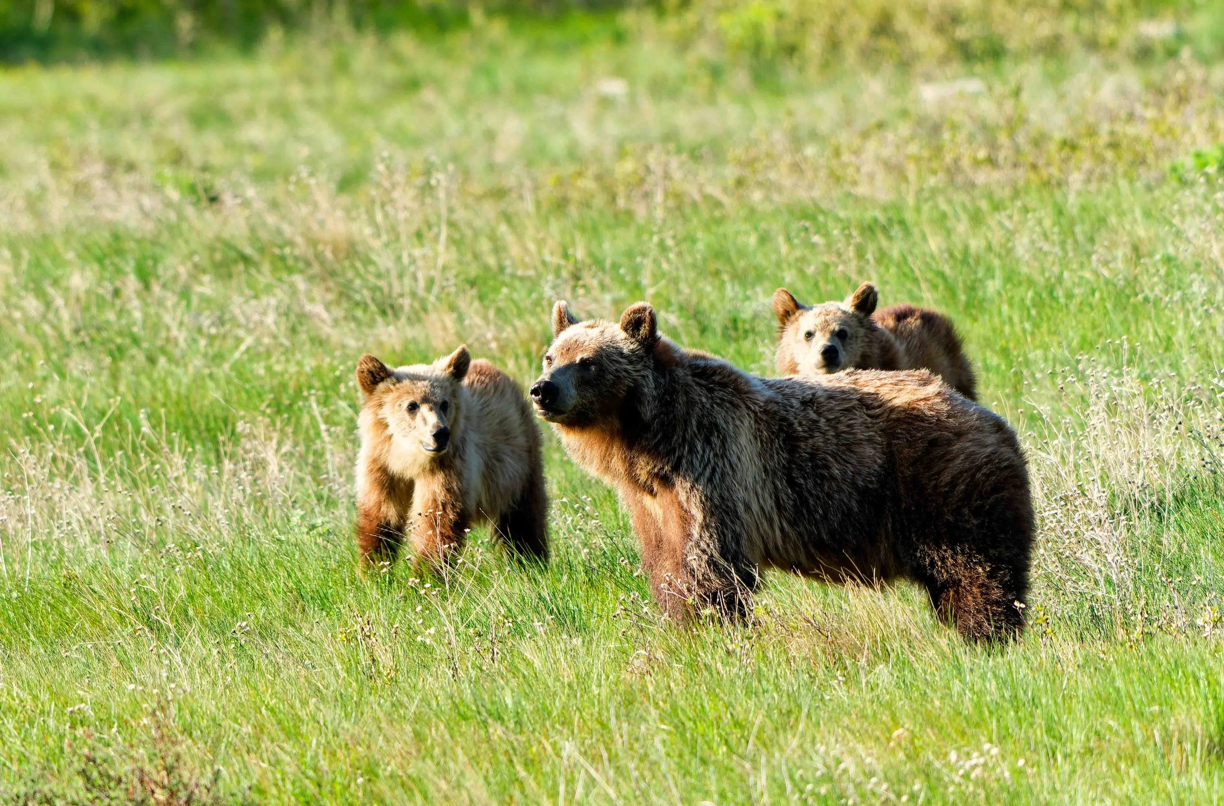Glacier Park Wildlife-17.jpg