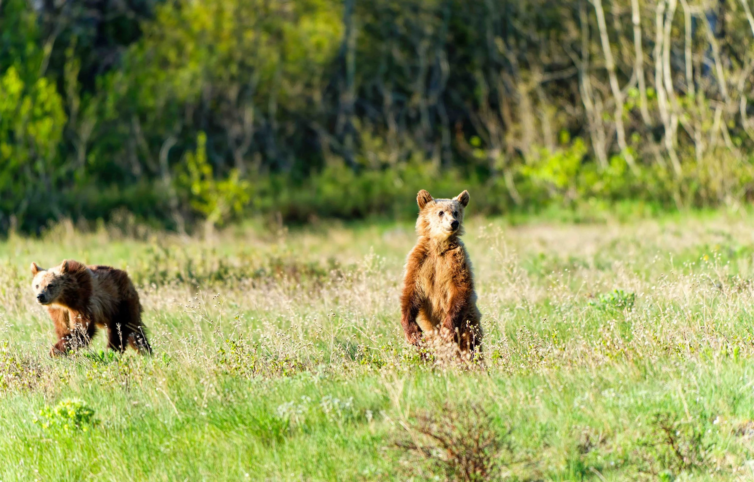 Glacier Park Wildlife-13.jpg