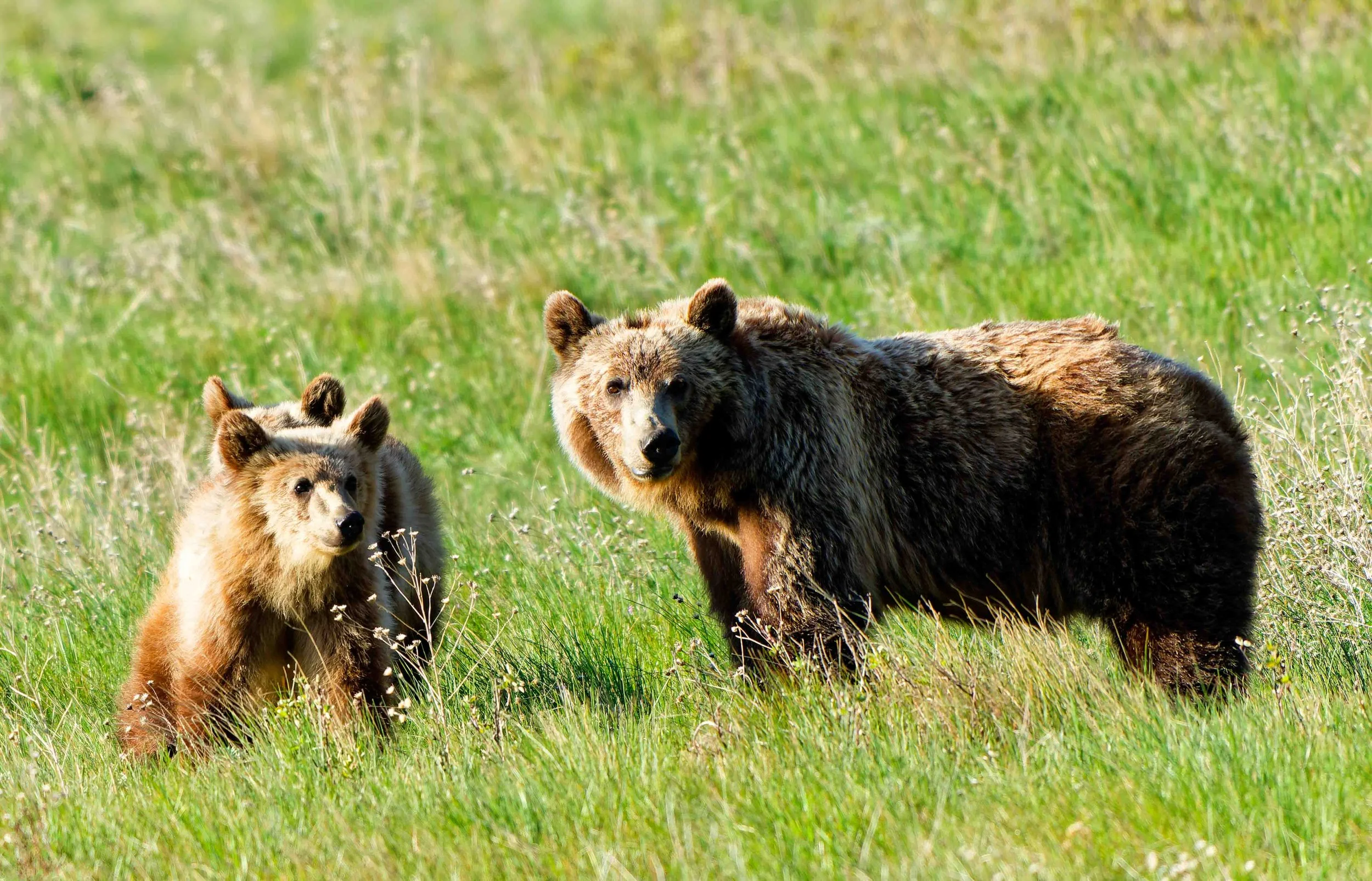 Glacier Park Wildlife-22.jpg