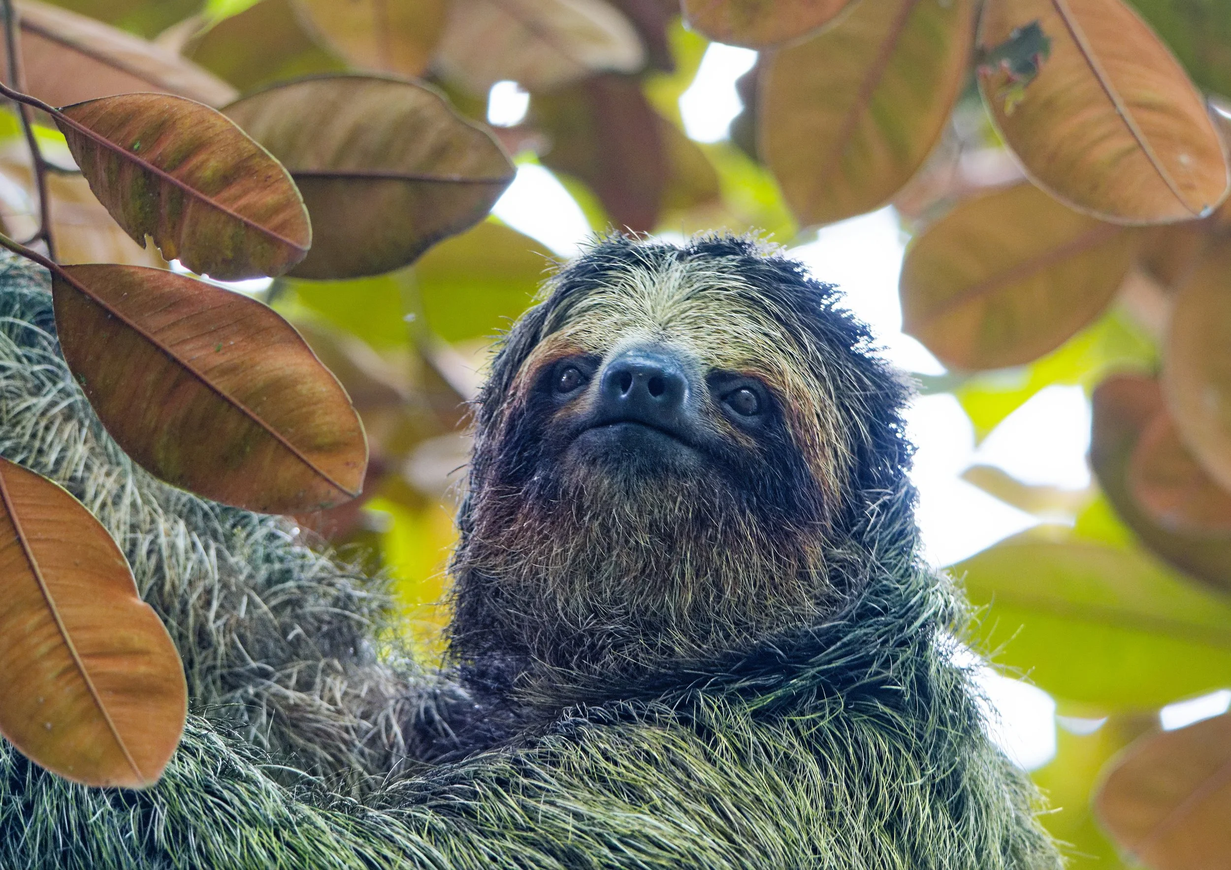 Costa Rica Wildlife-9.jpg