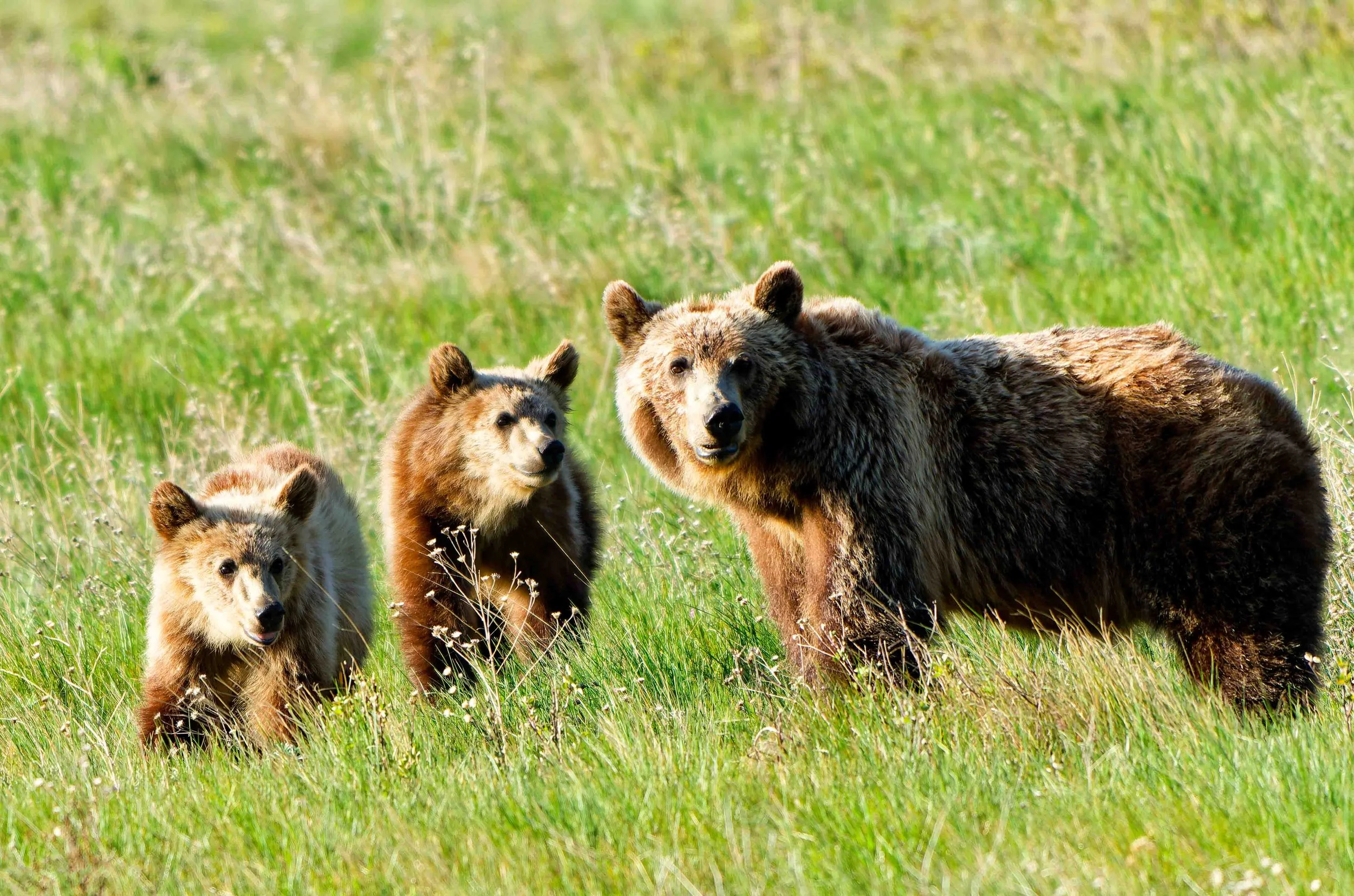Glacier Park Wildlife-21.jpg