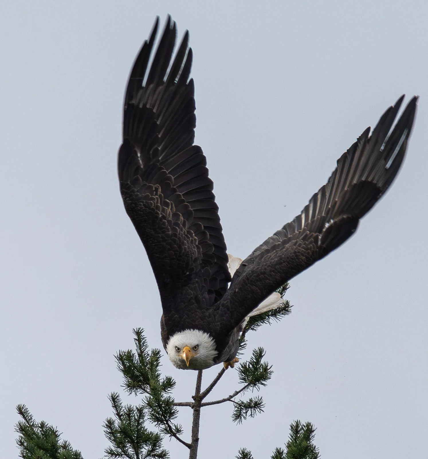 Bald Eagle-2.jpg