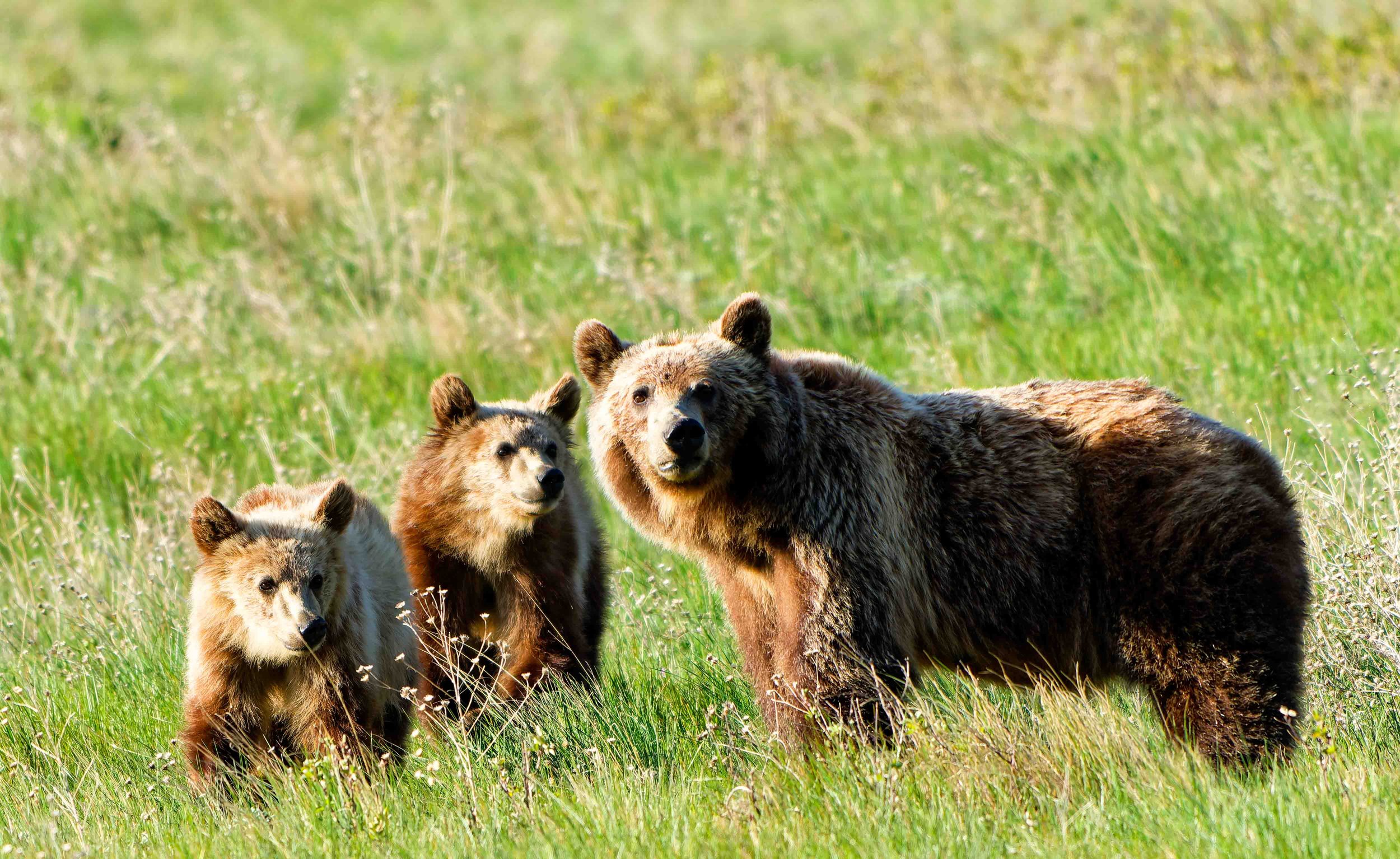 Glacier Park Wildlife-20.jpg