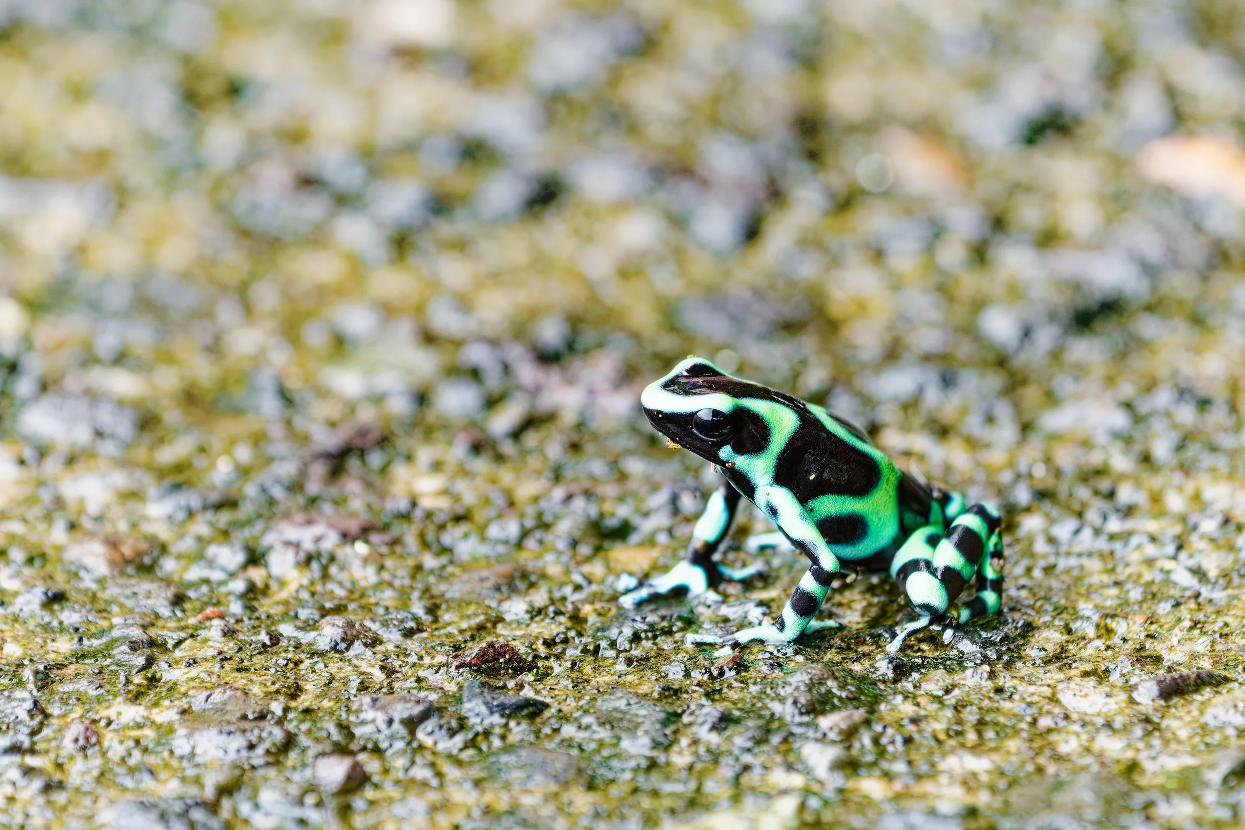 Costa Rica Wildlife-18.jpg