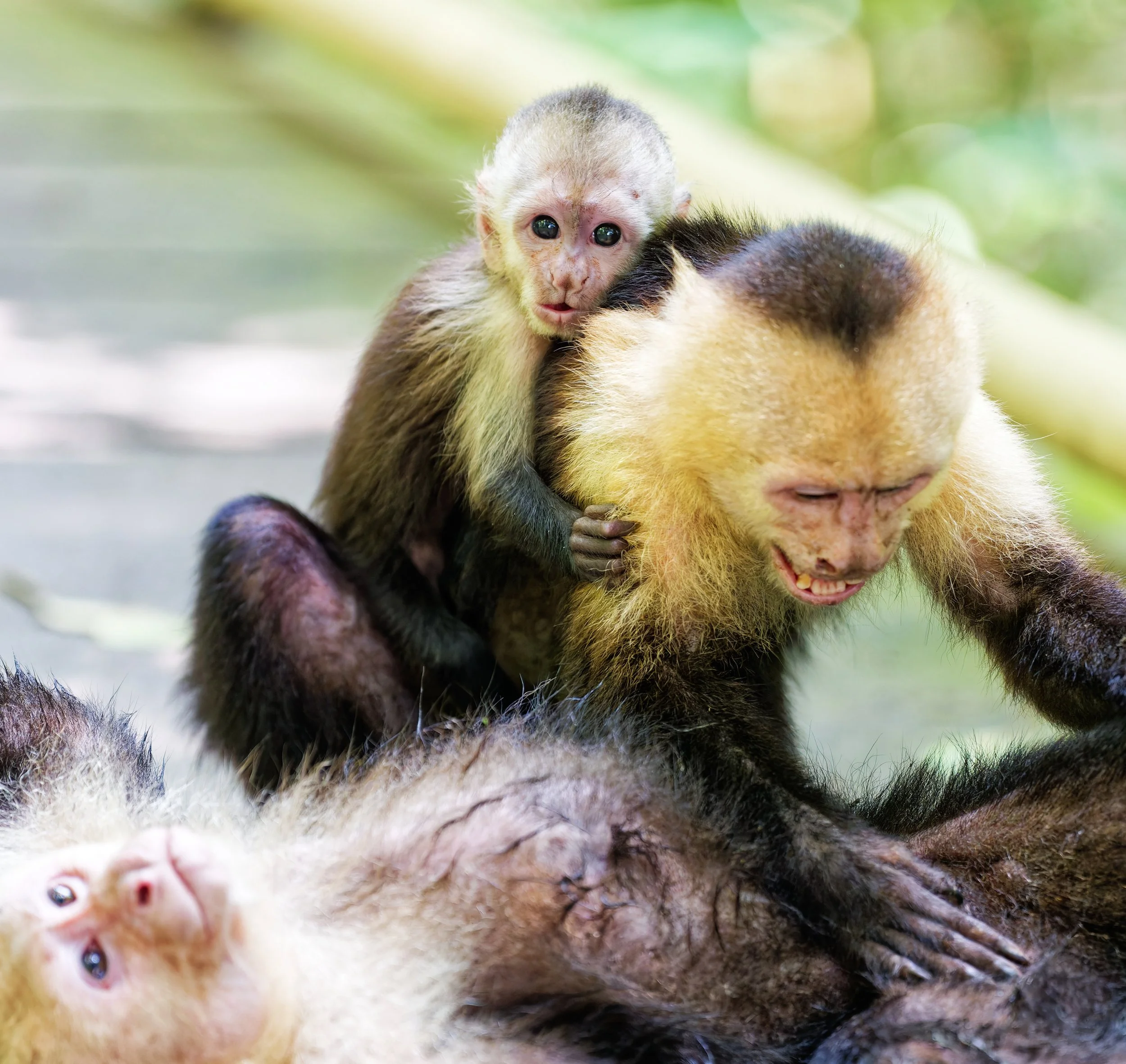 Costa Rica Wildlife-22.jpg