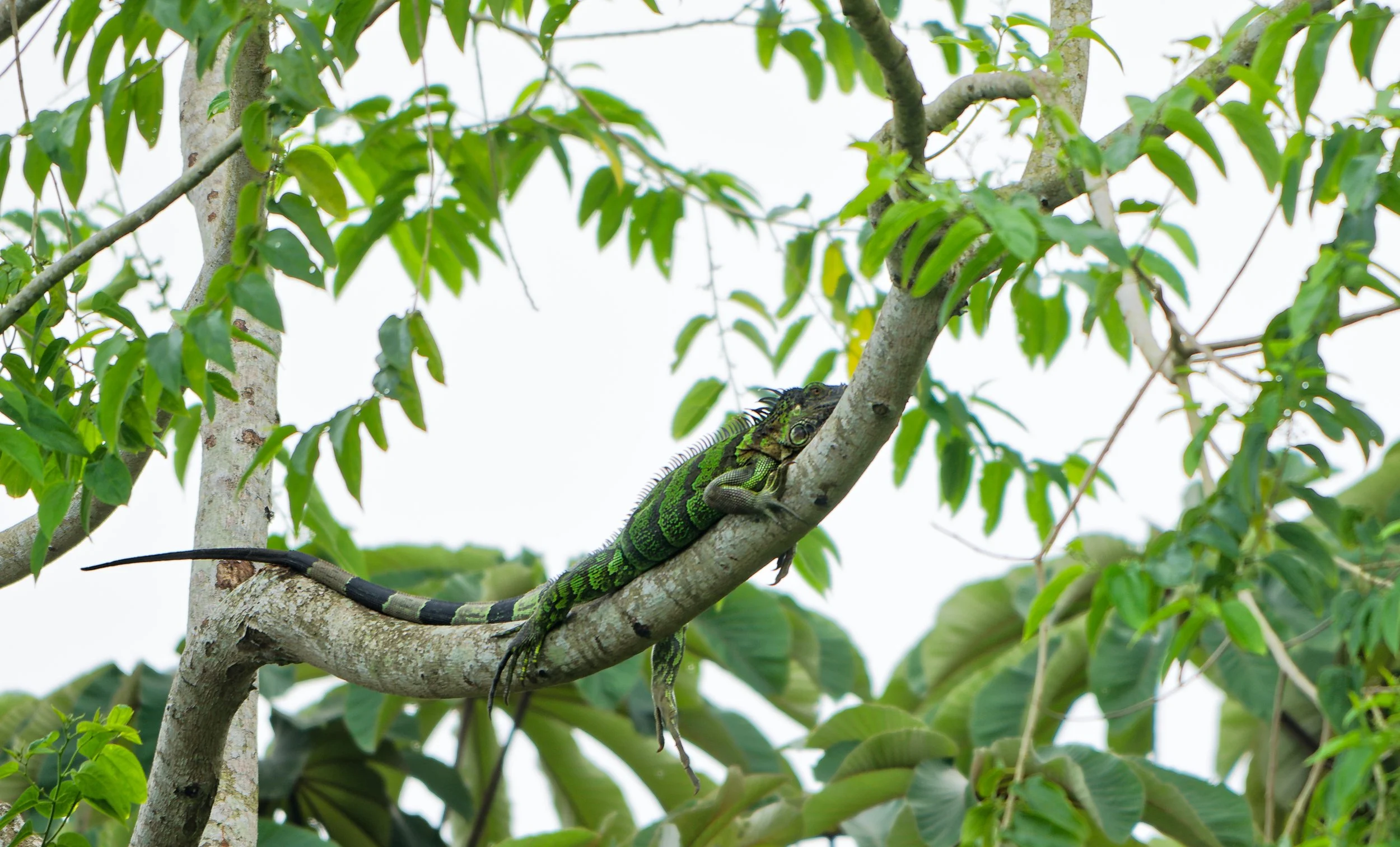 Costa Rica Wildlife-7.jpg