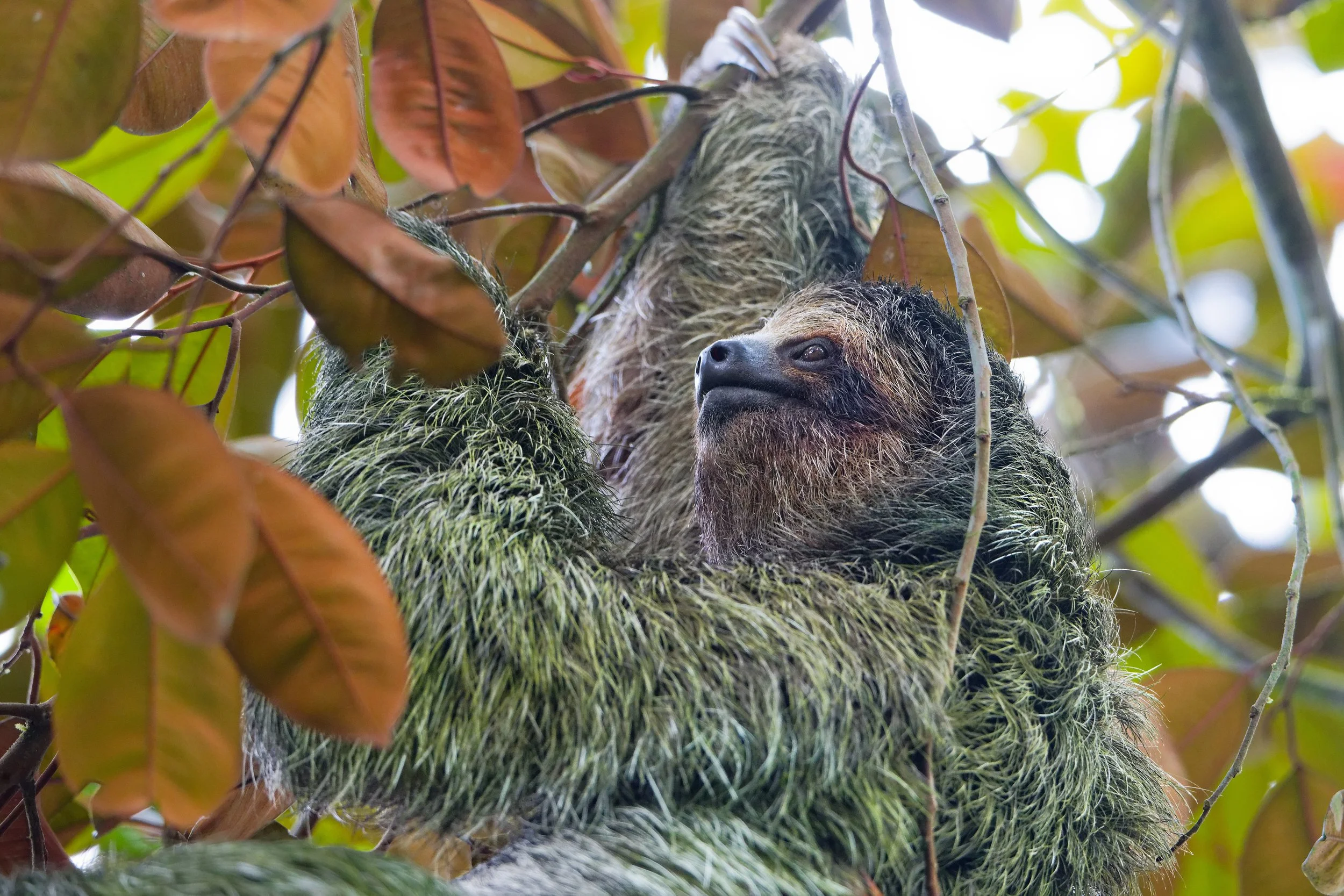 Costa Rica Wildlife-8.jpg