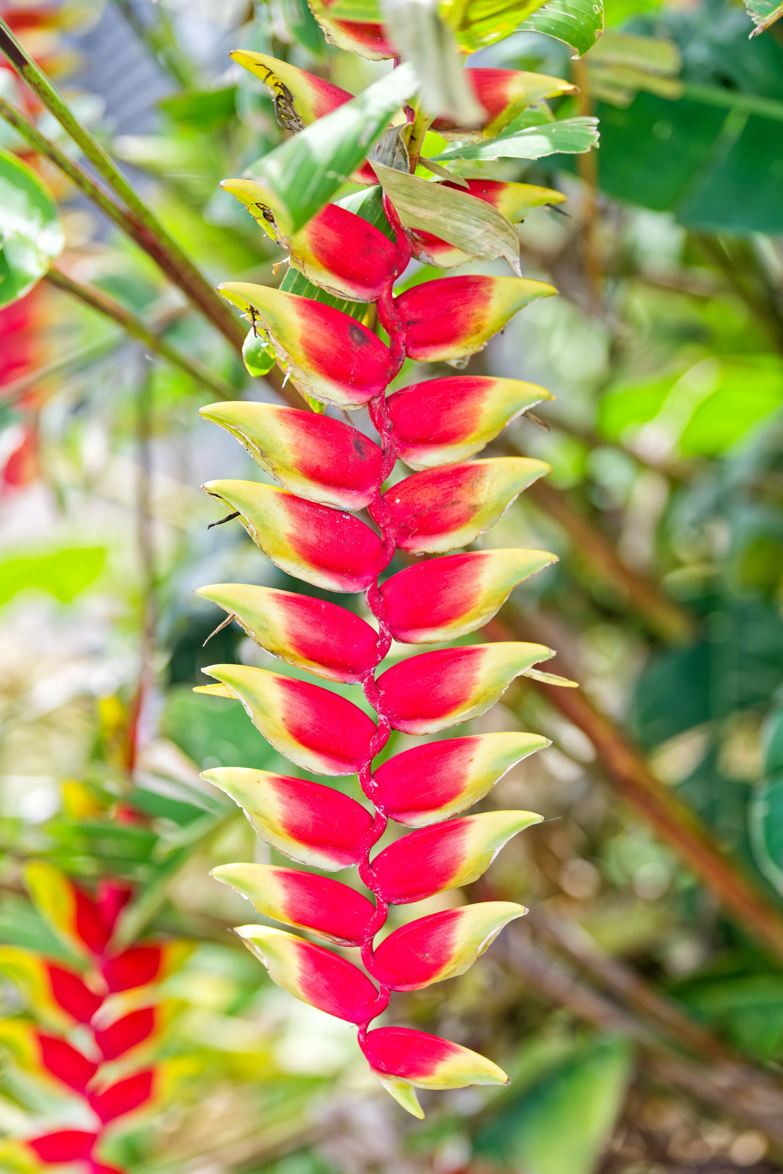 Costa Rica Flowers-4.jpg