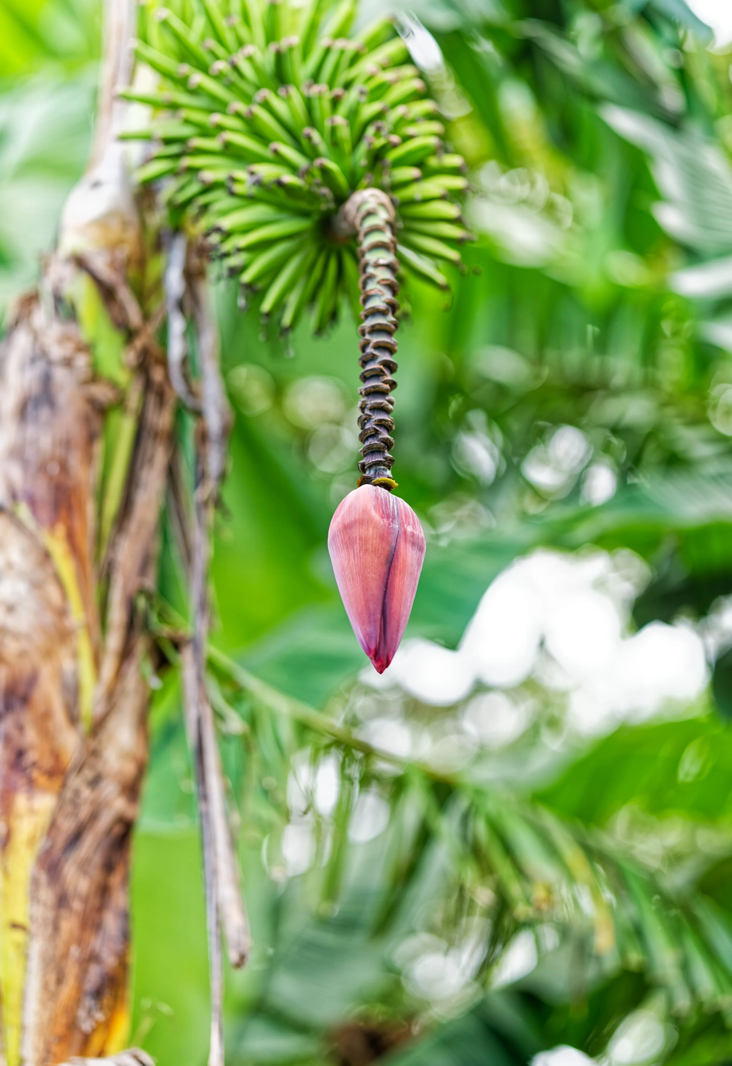 Costa Rica Flowers-7.jpg
