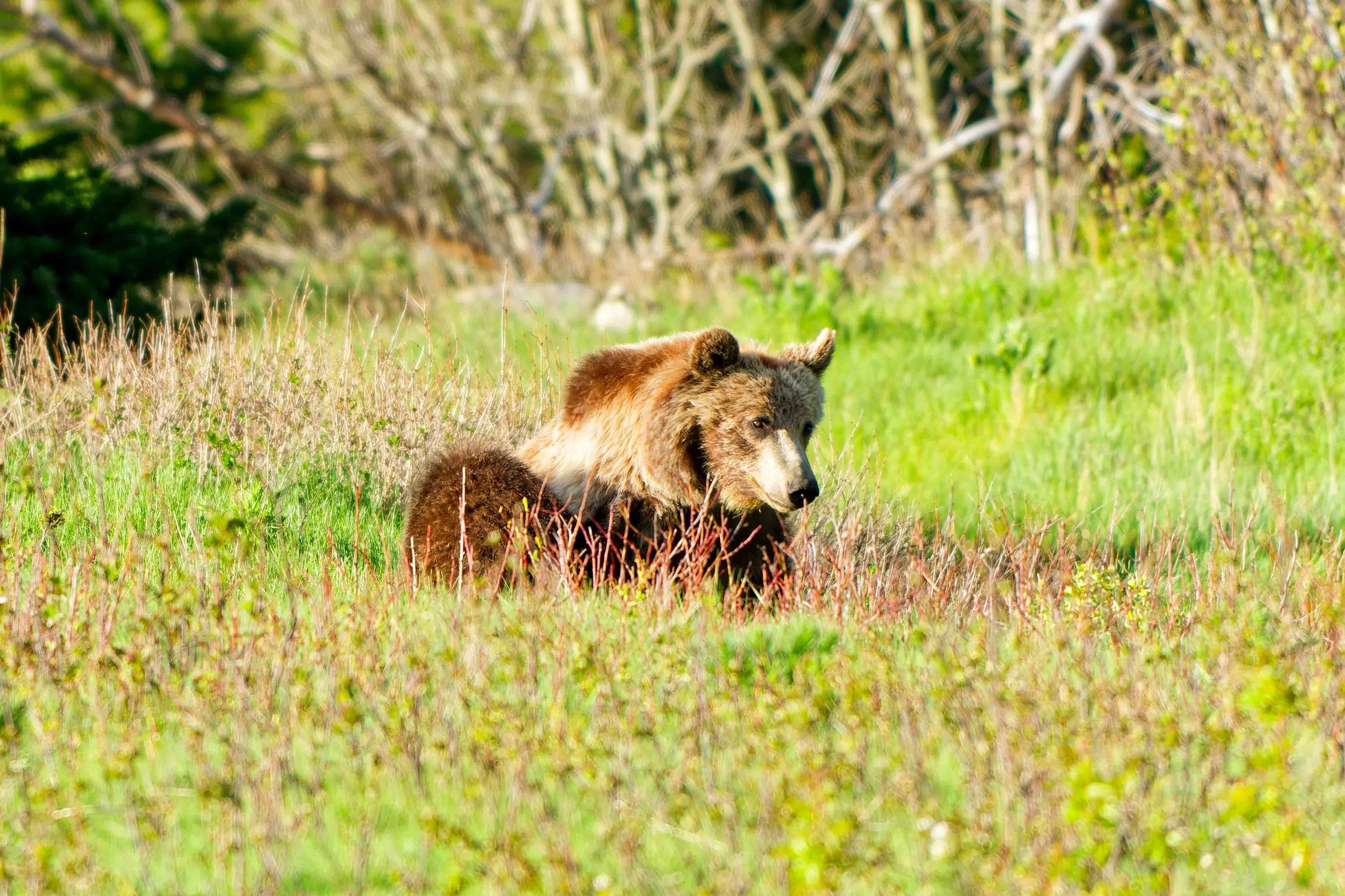 Glacier Park Wildlife-5.jpg