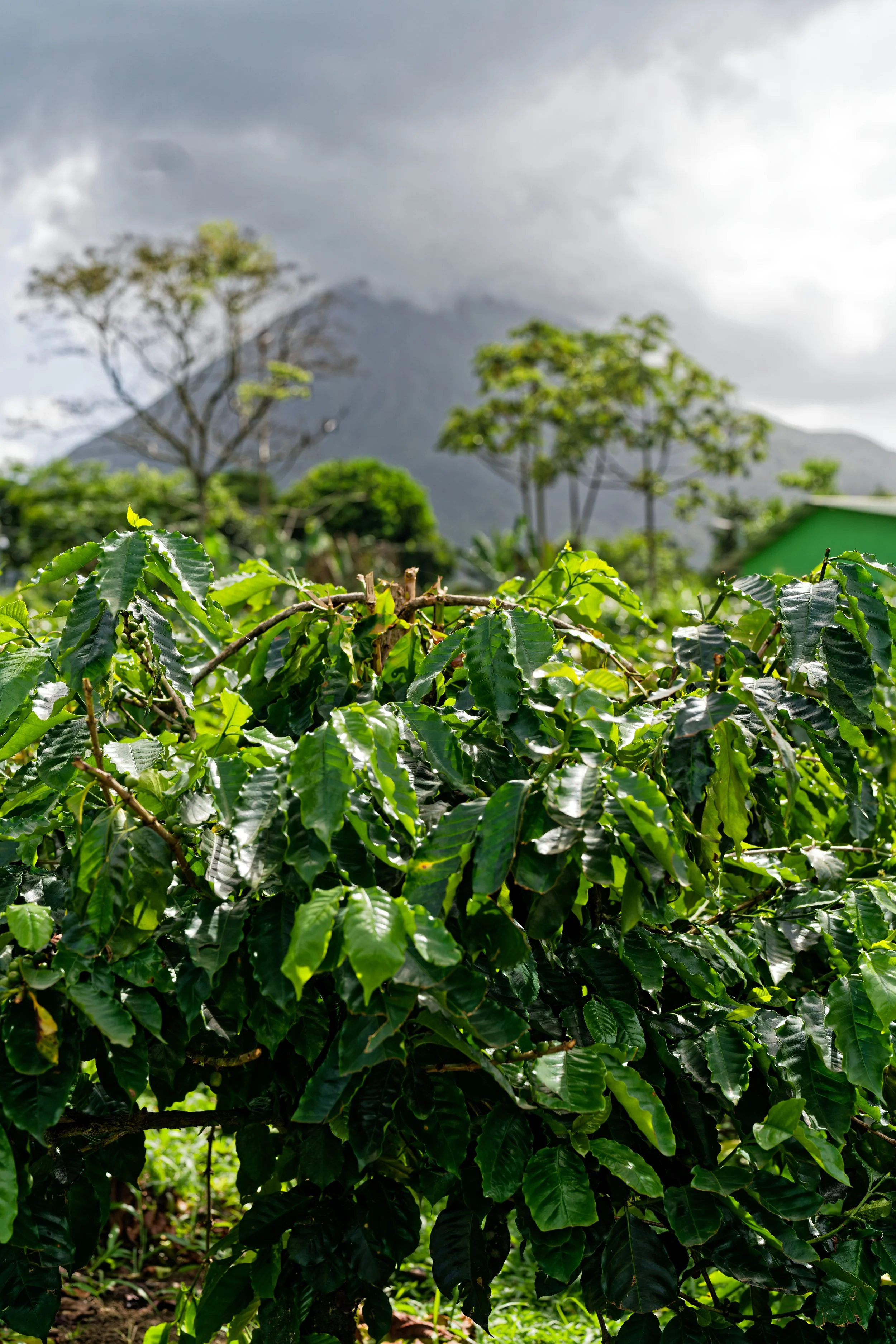 Coffee and Coca Tour-7.jpg
