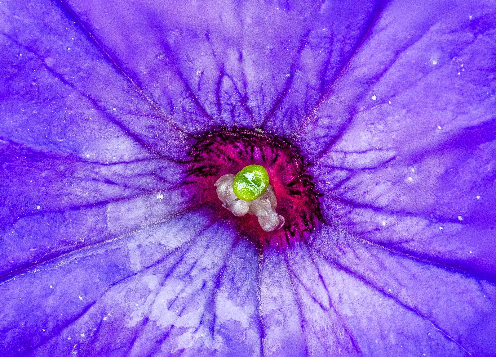 Macro Flower-3.jpg