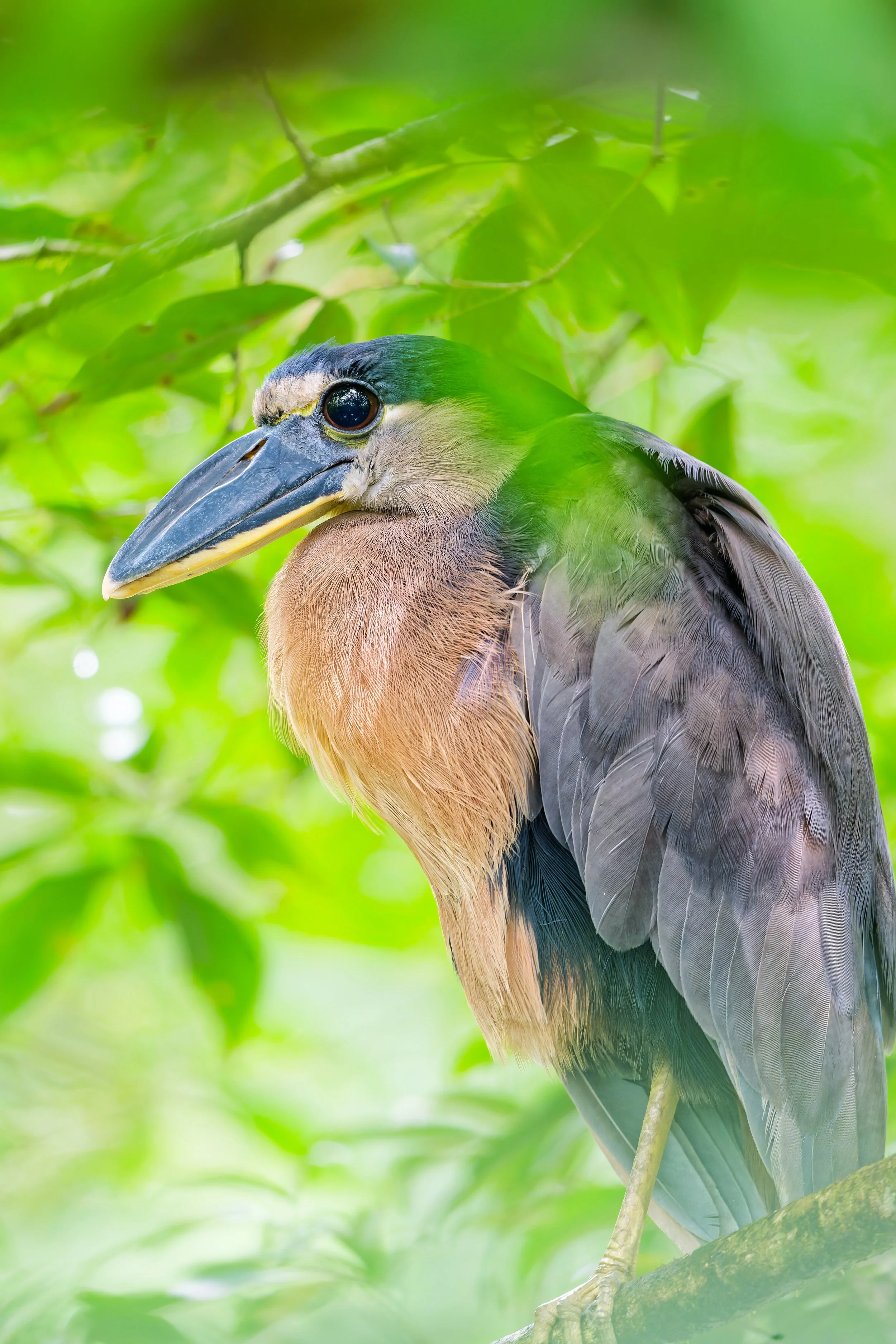 Costa Rica Wildlife-6.jpg