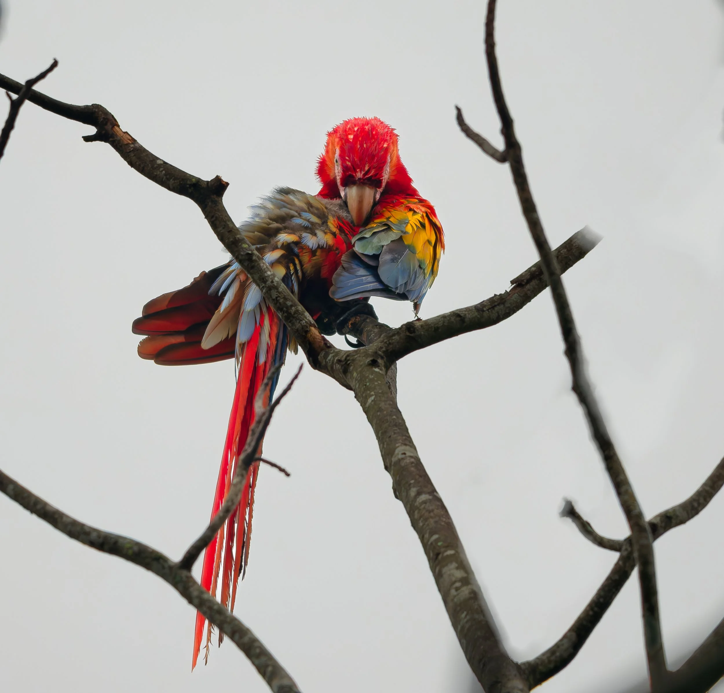 Costa Rica Wildlife-17.jpg
