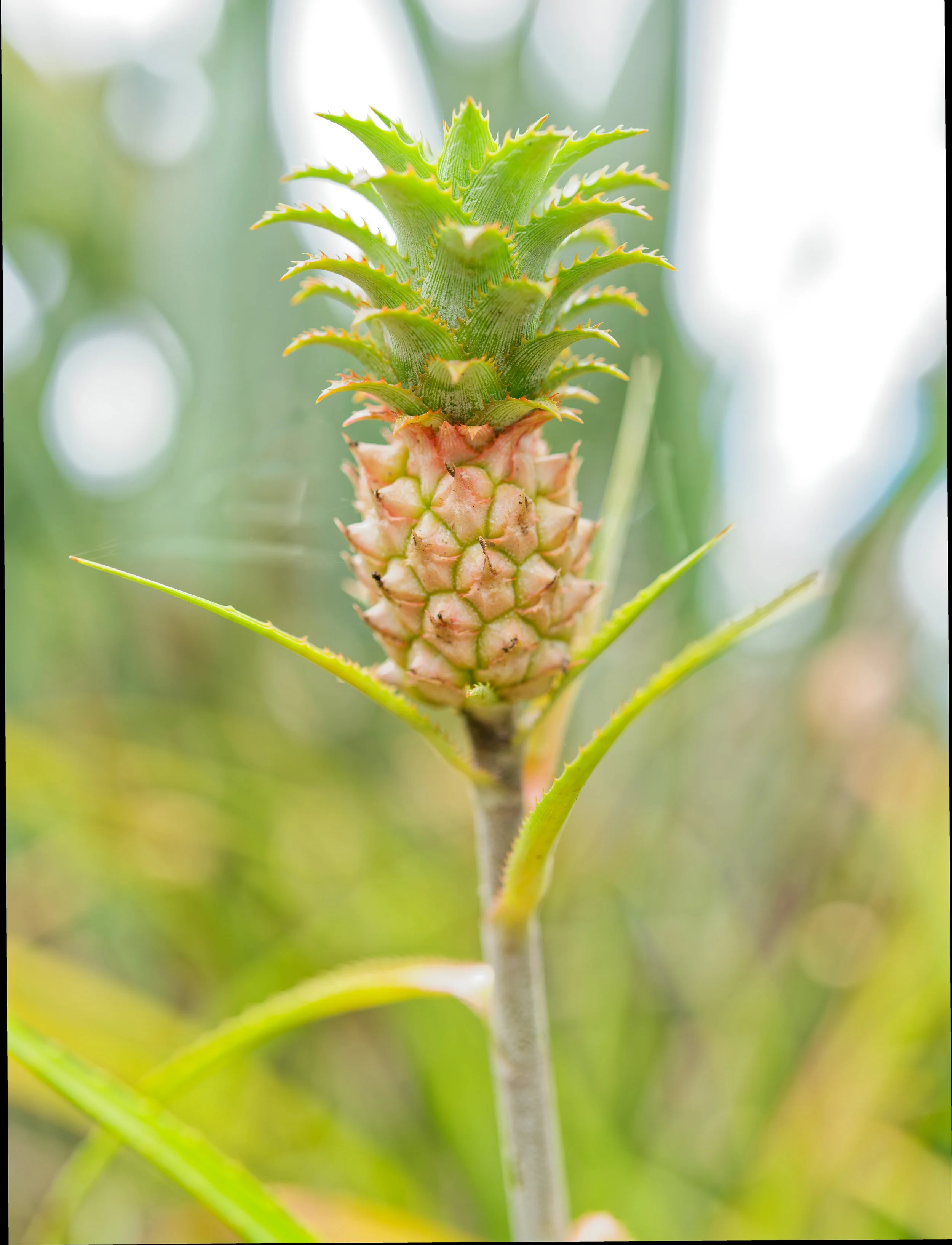 Costa Rica Flowers-10.jpg