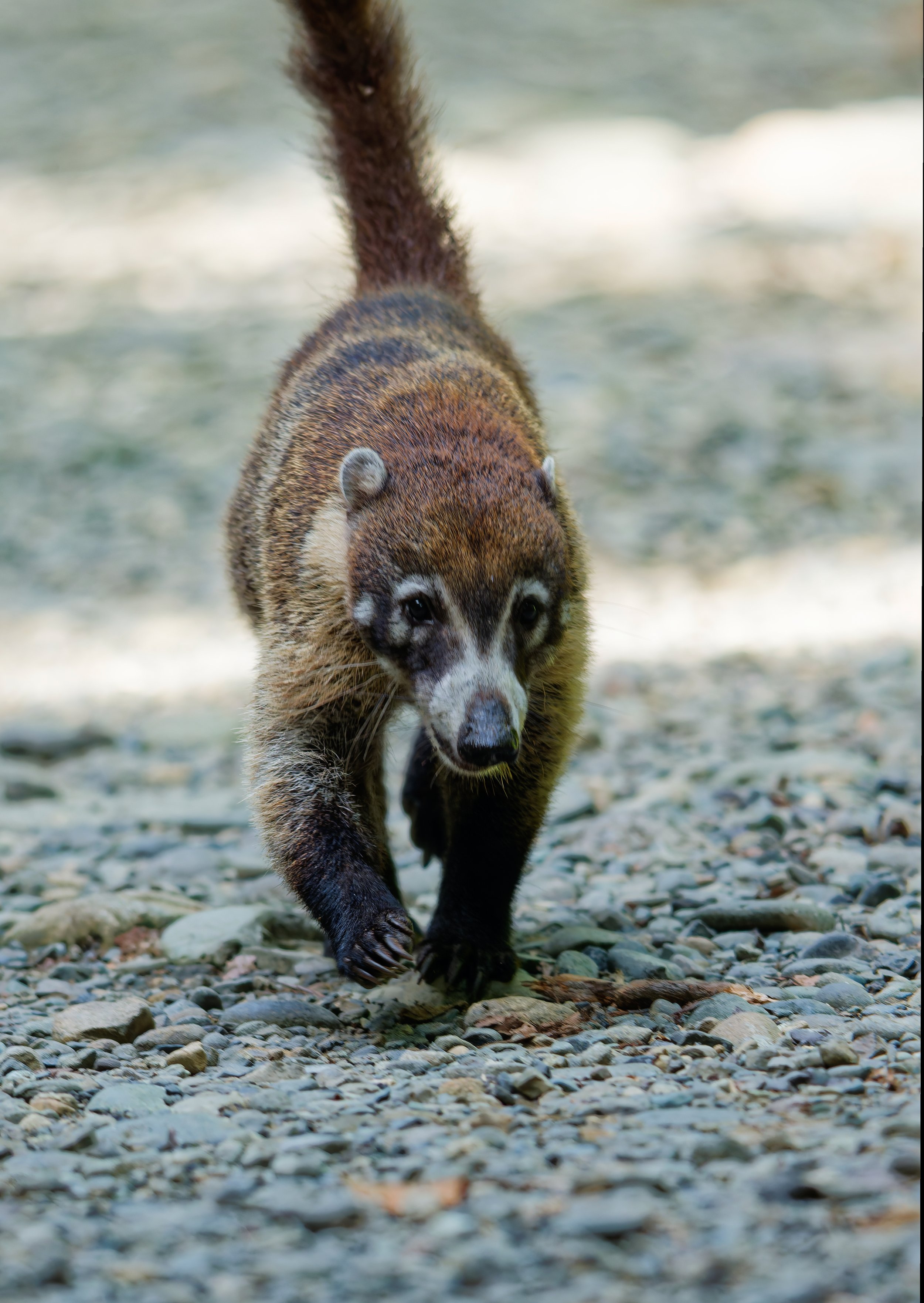 Costa Rica Wildlife-14.jpg