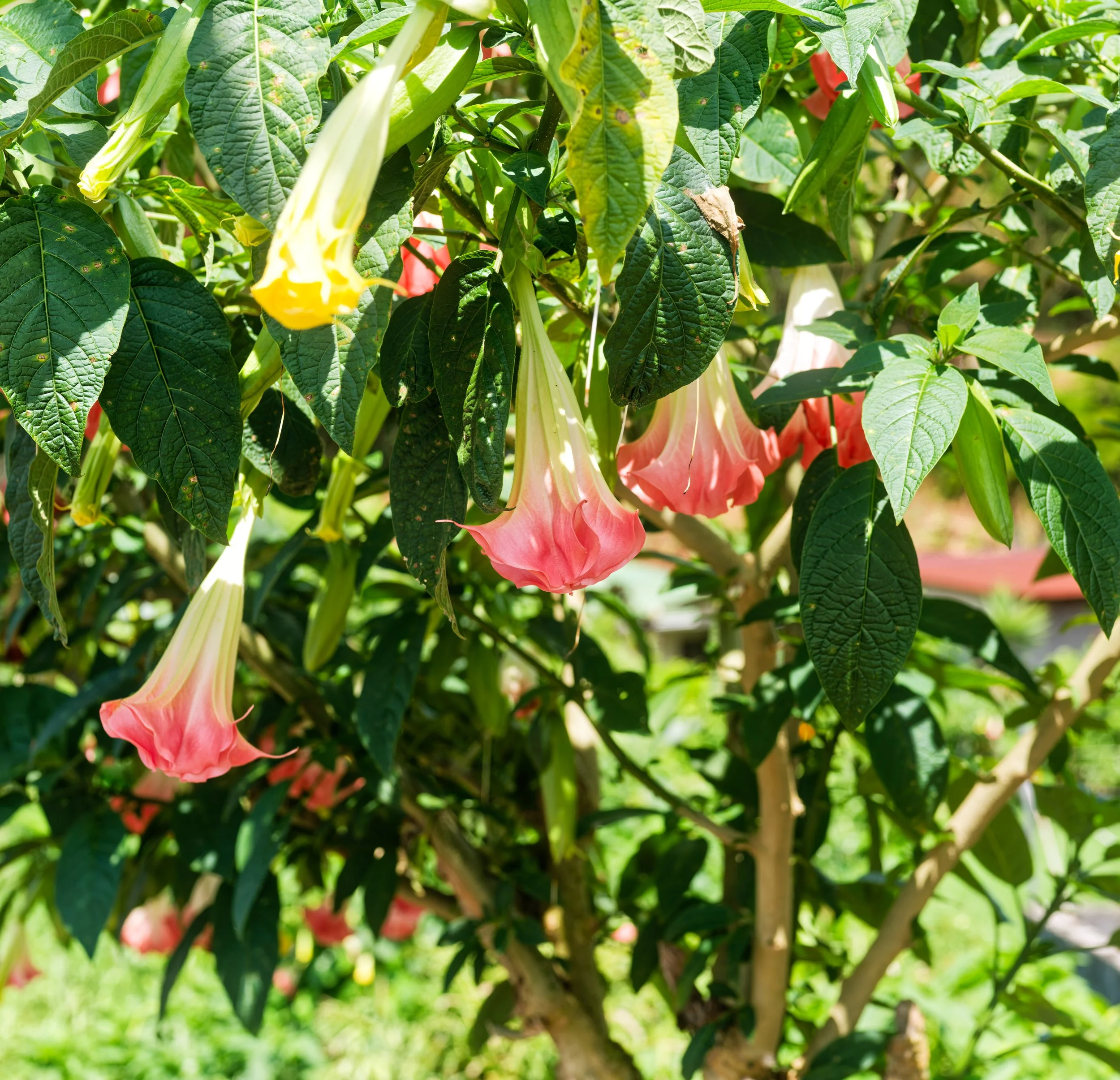 Costa Rica Flowers-6.jpg