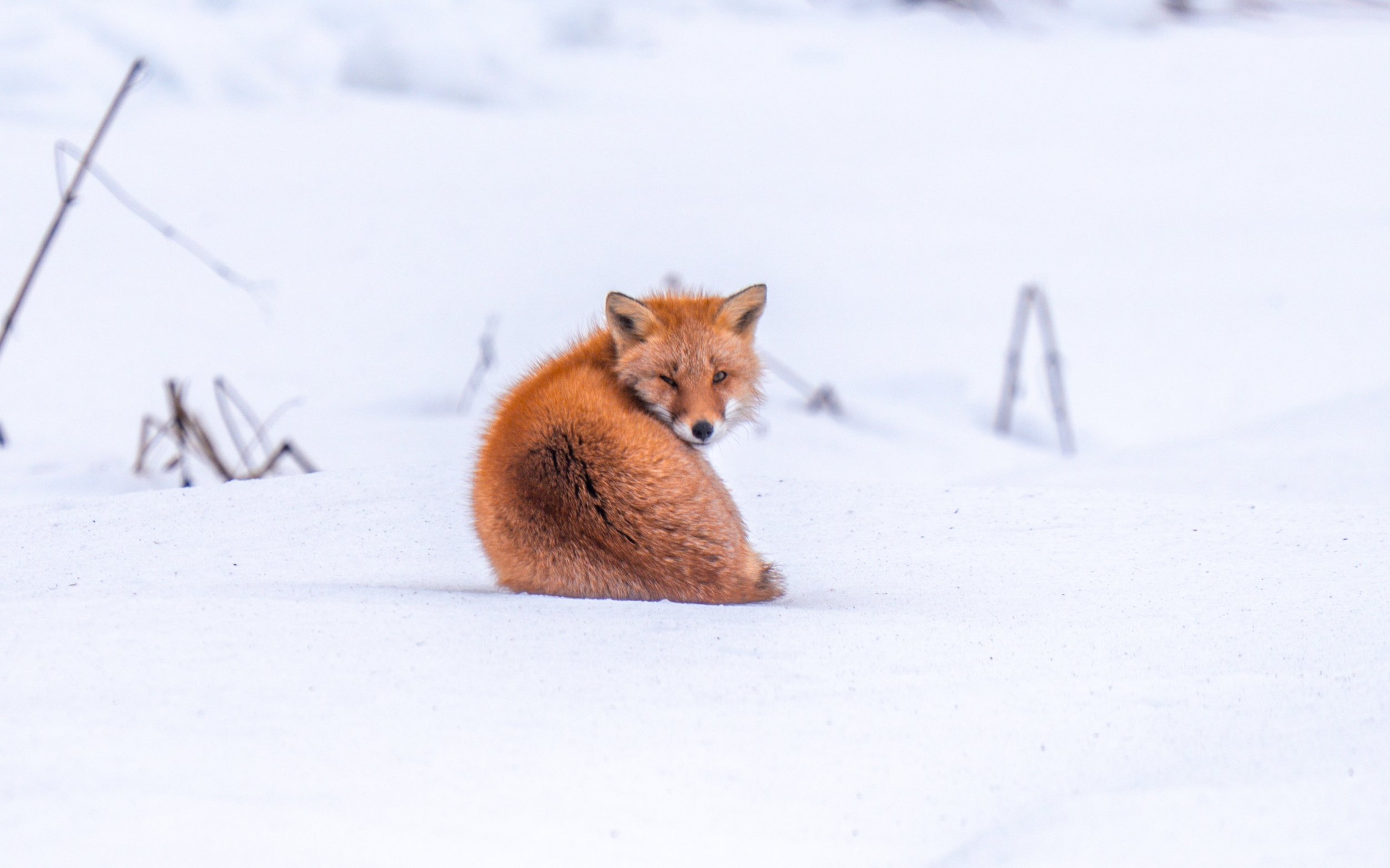 Hokkaido Fox-1.jpeg
