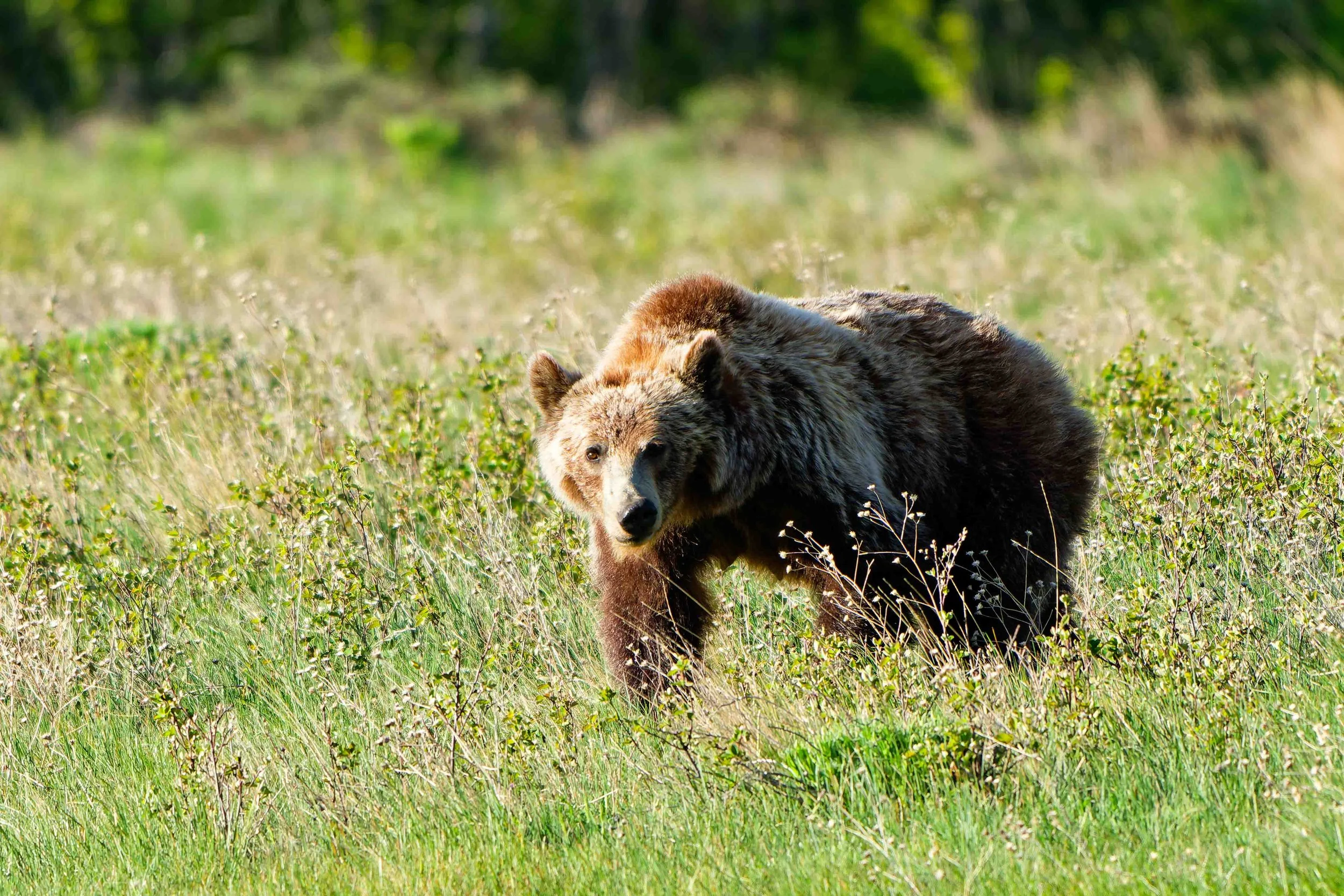 Glacier Park Wildlife-11.jpg