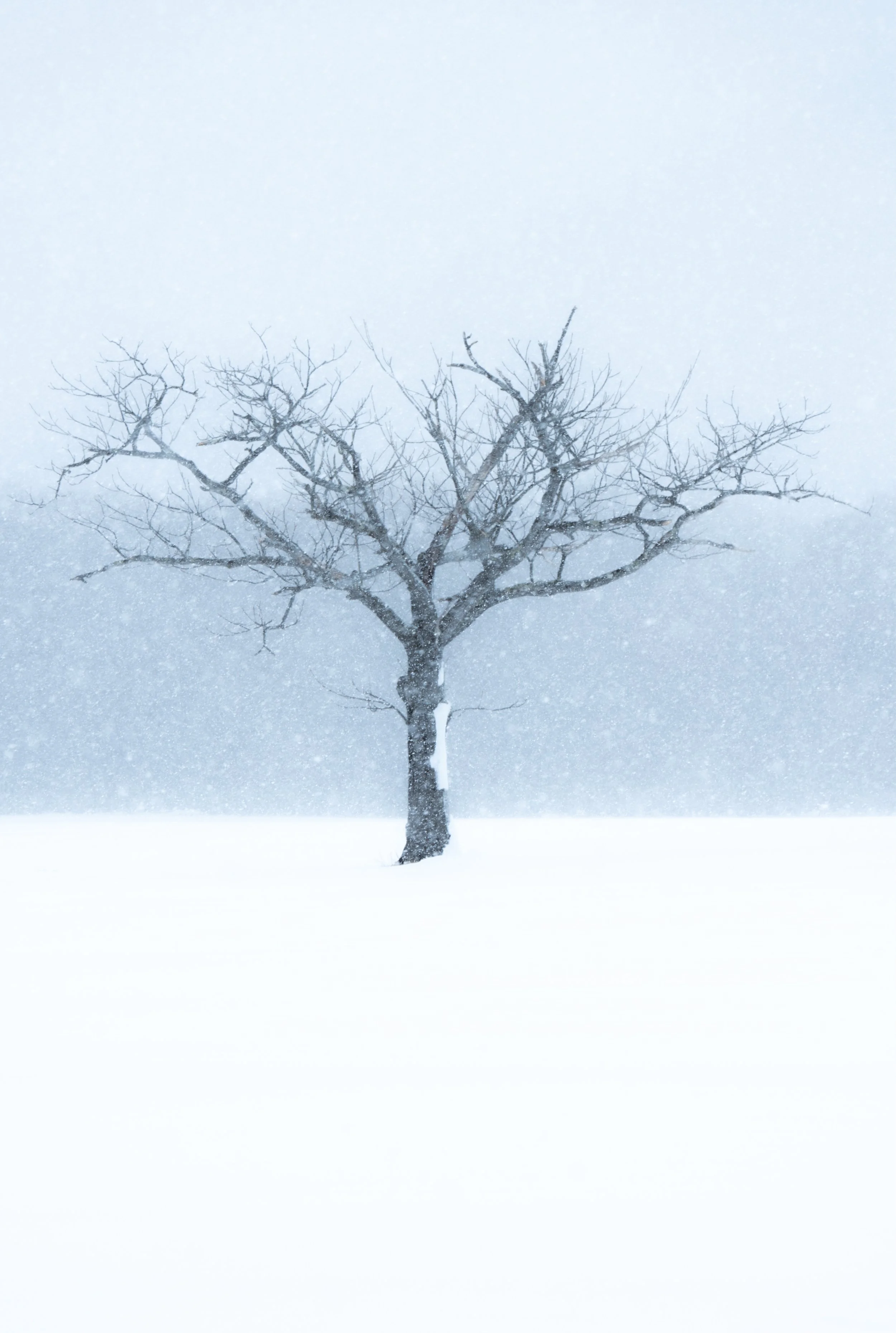 Hokkaido Landscape-10.jpeg