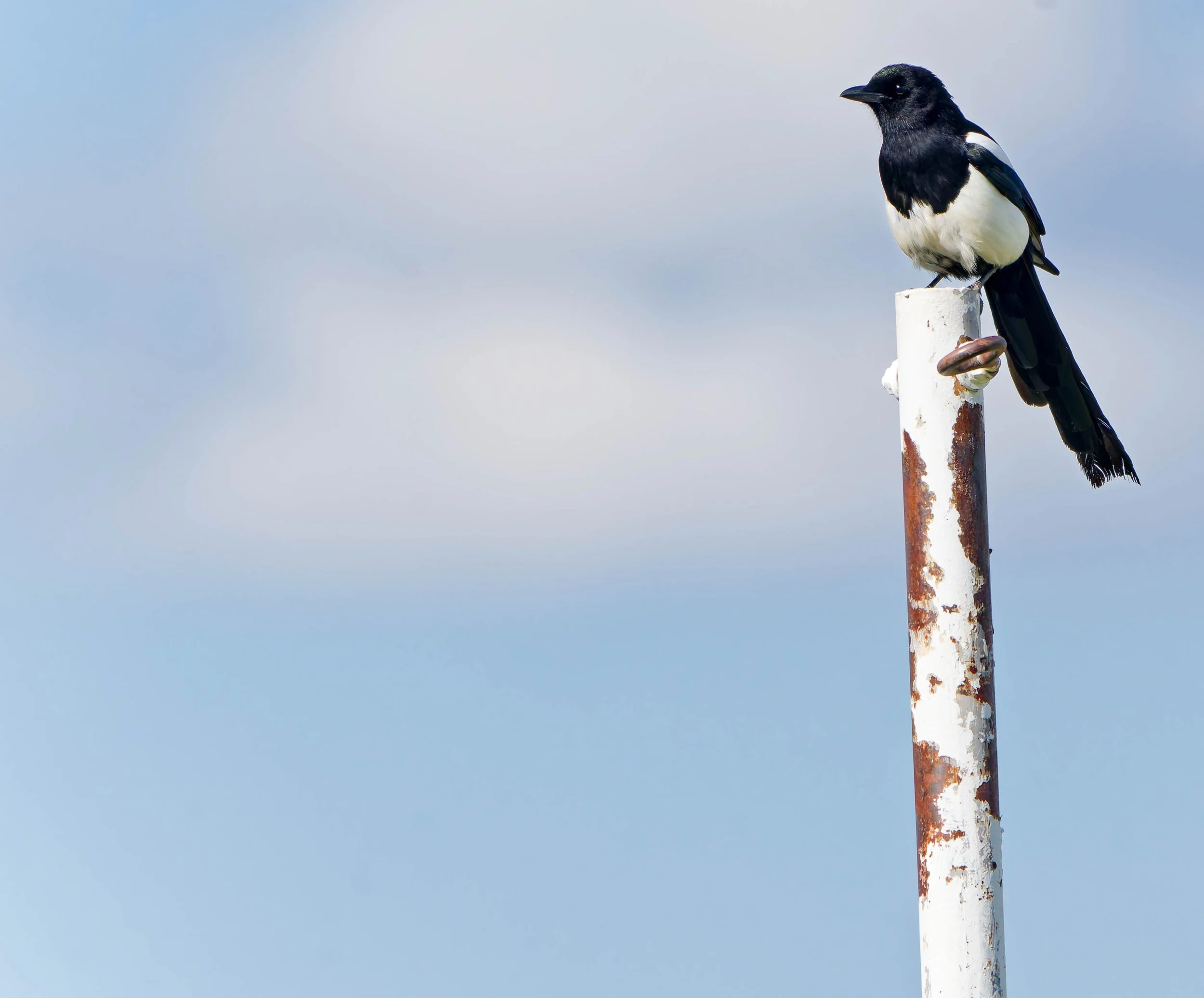 Glacier Park Wildlife-3.jpg