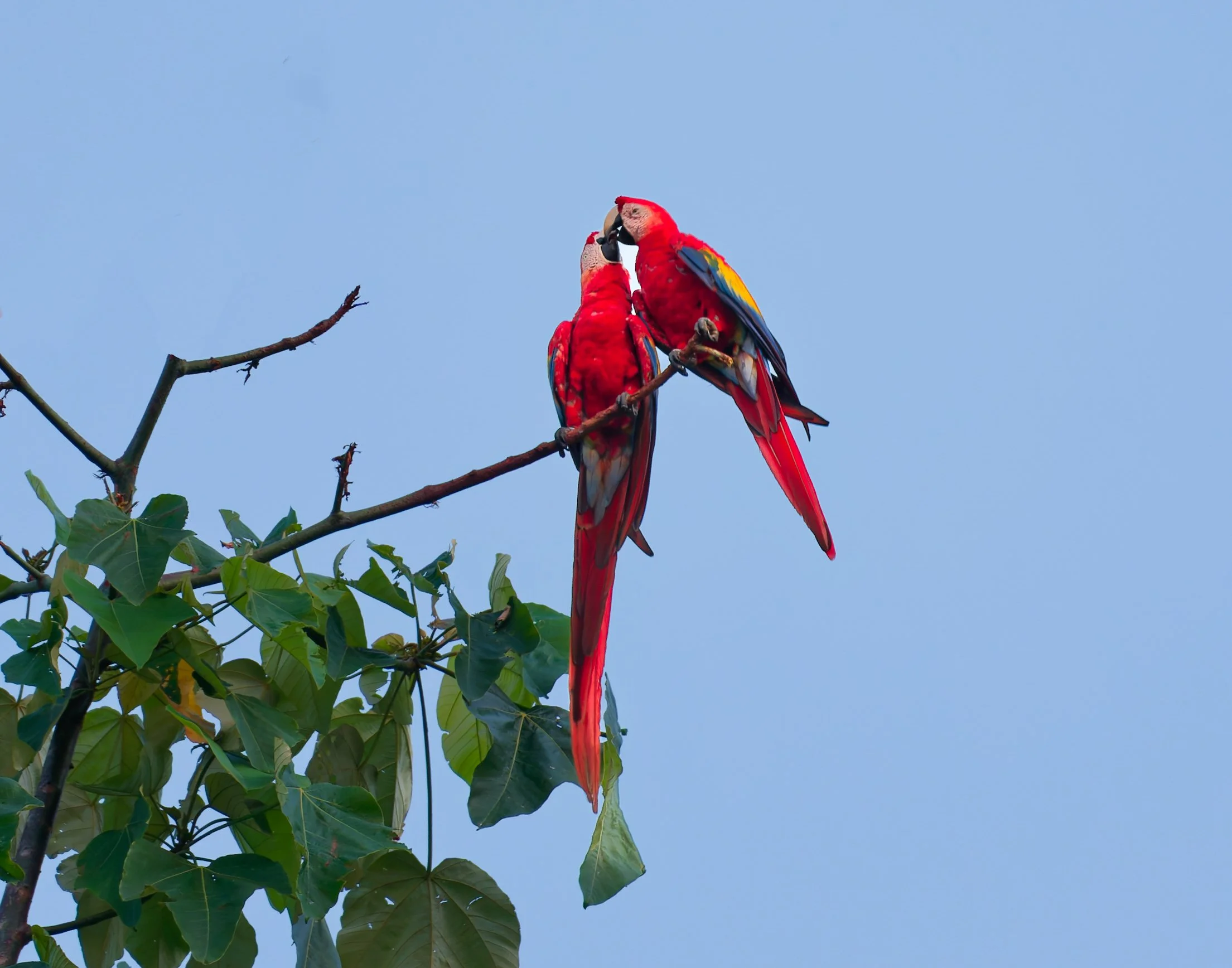 Costa Rica Wildlife-11.jpg