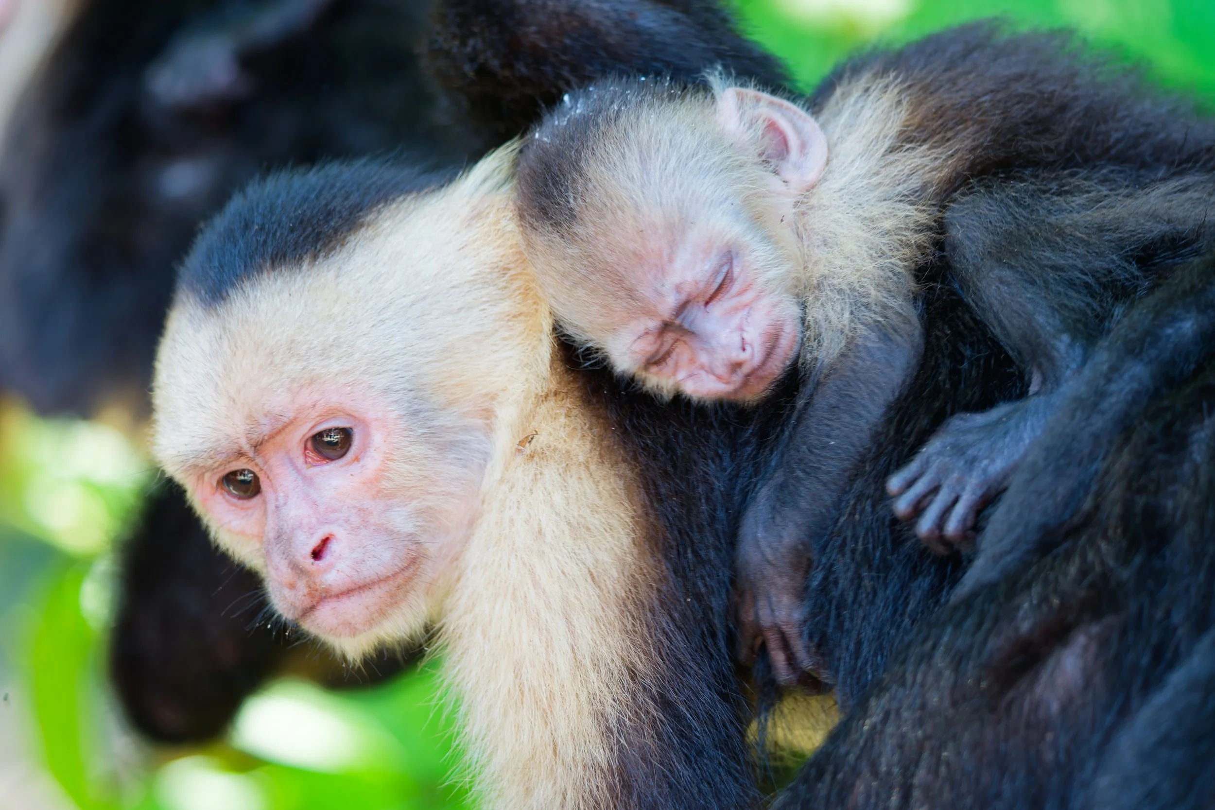 Costa Rica Wildlife-15.jpg
