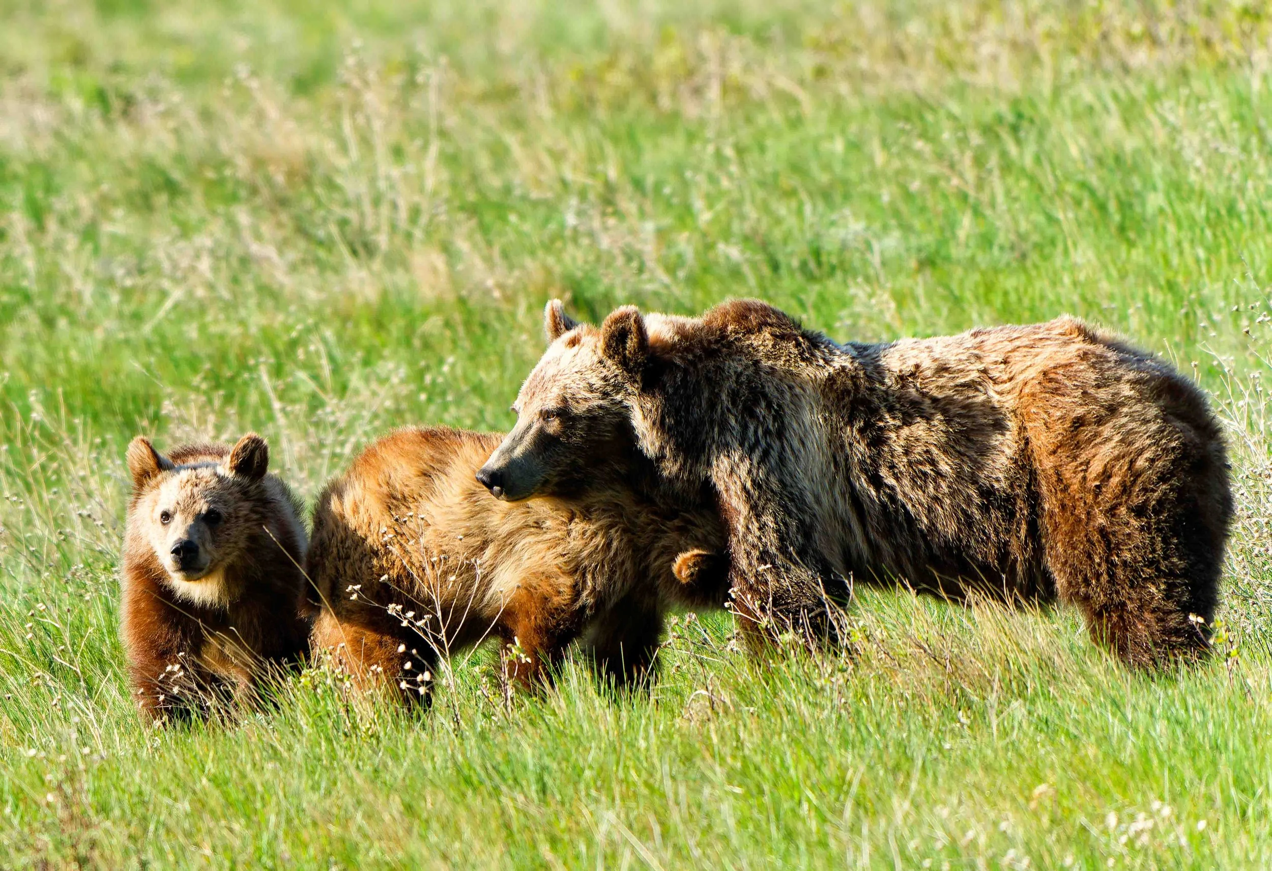 Glacier Park Wildlife-24.jpg