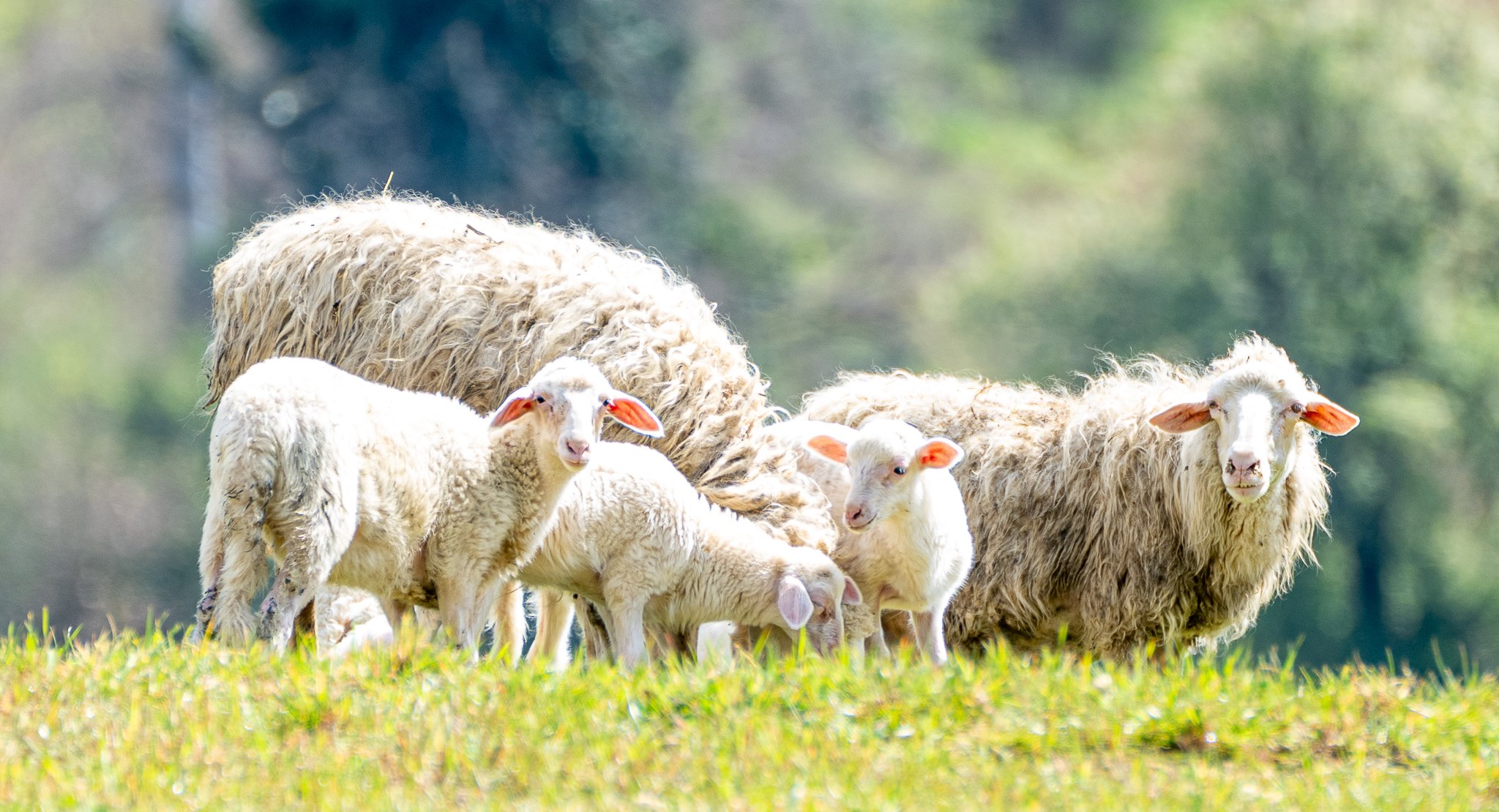 Tuskany Landscape.JPG