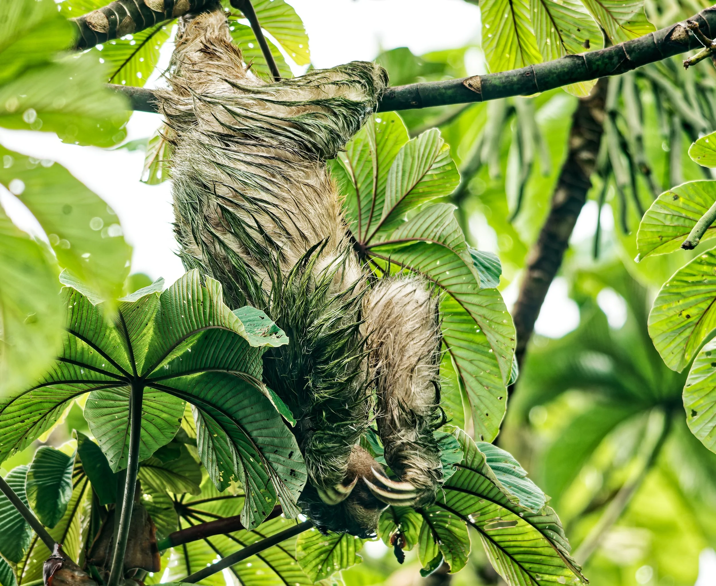 Costa Rica Wildlife-3.jpg
