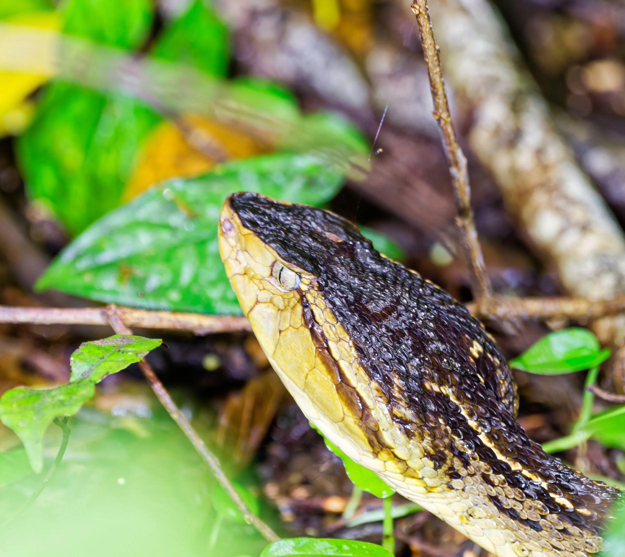Costa Rica Wildlife-20.jpg