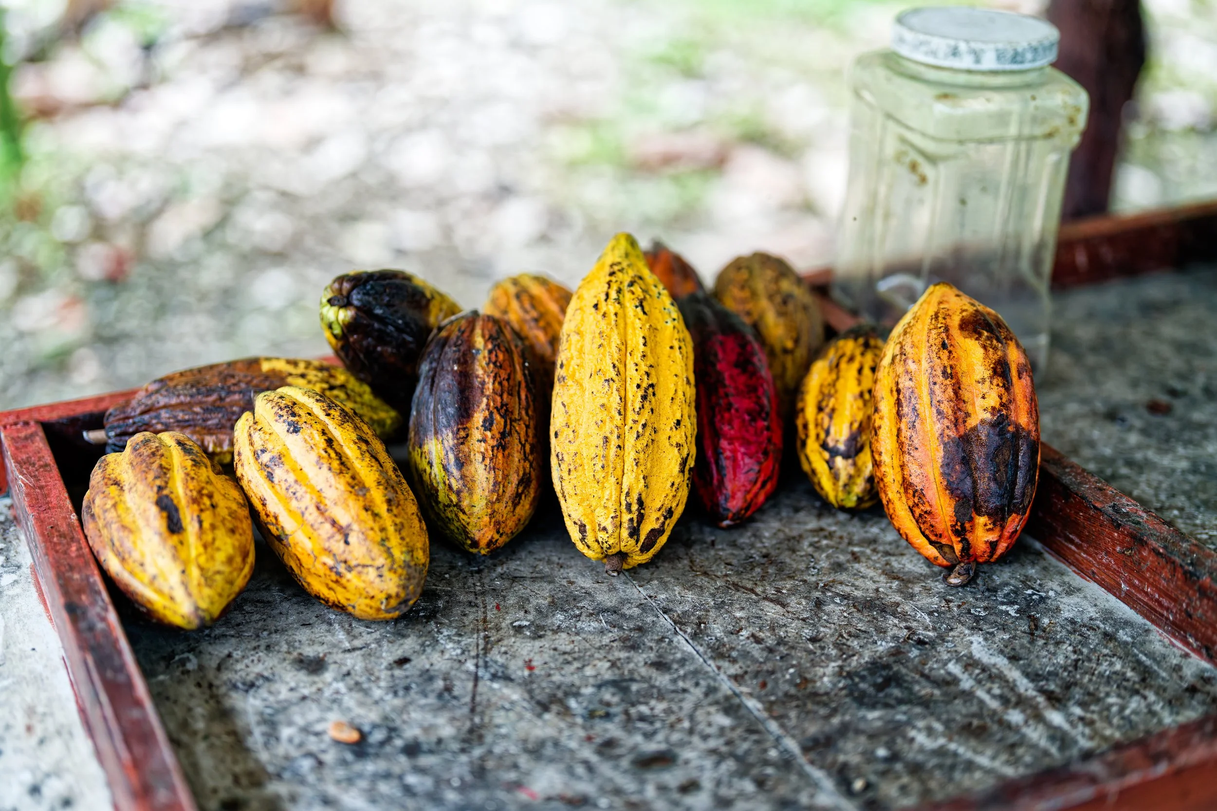 Coffee and Coca Tour-5.jpg