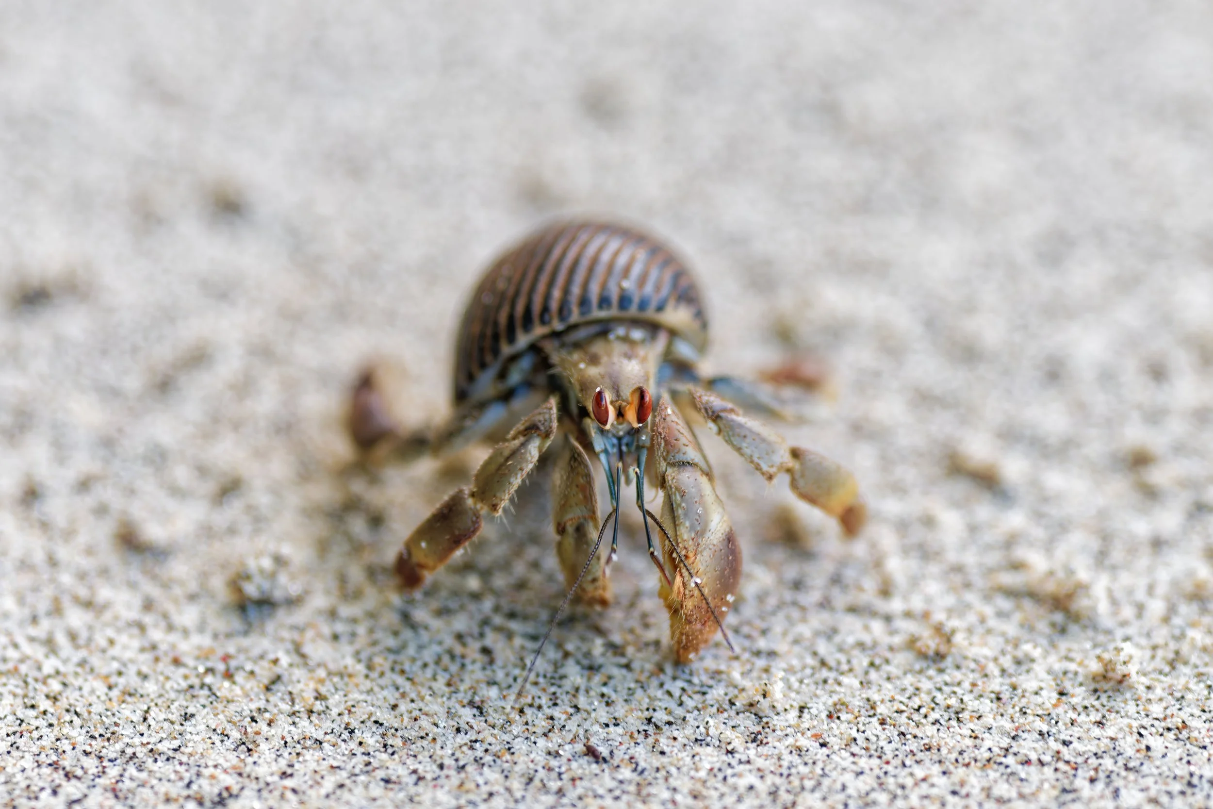 Costa Rica Wildlife-21.jpg