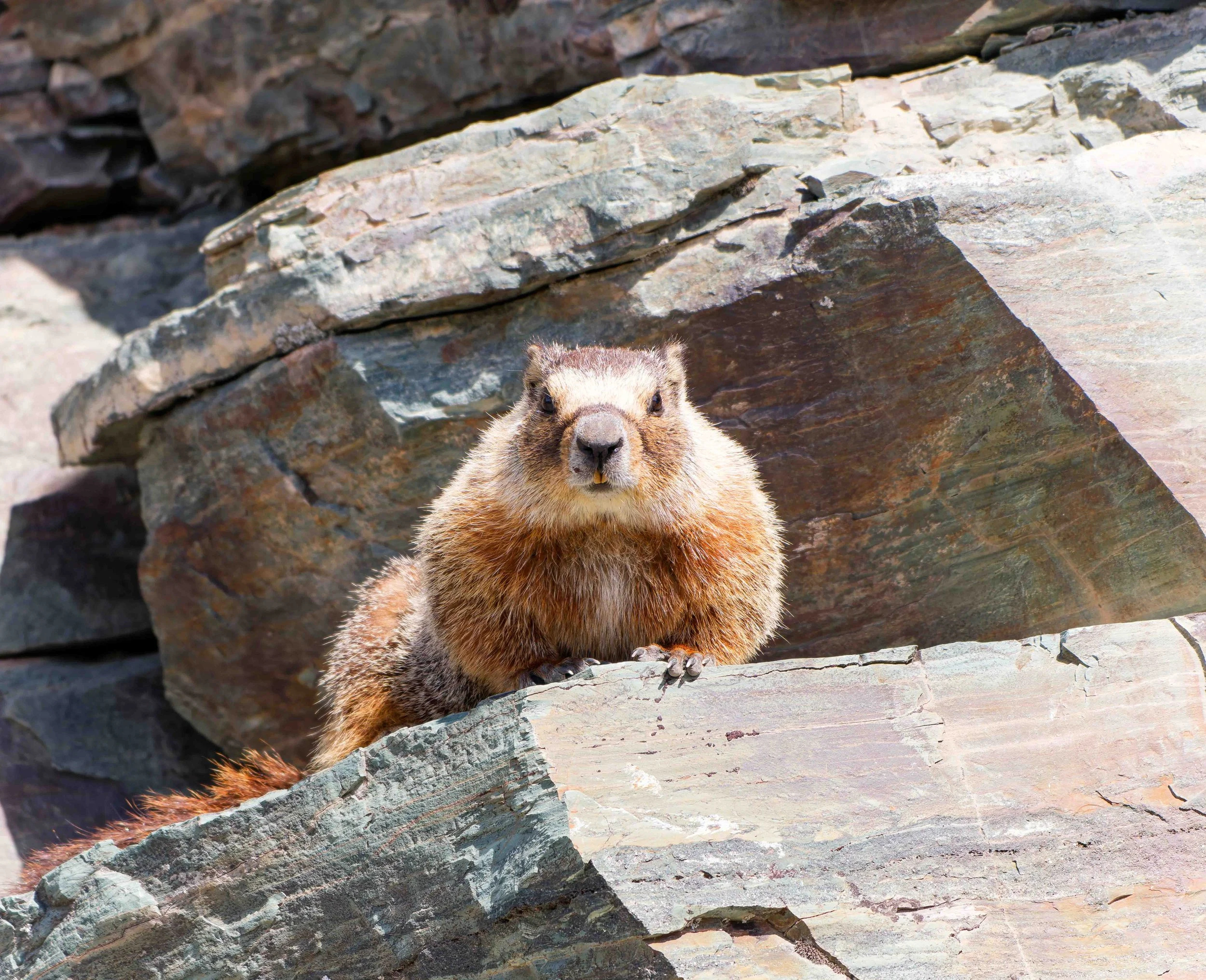 Glacier Park Wildlife-2.jpg