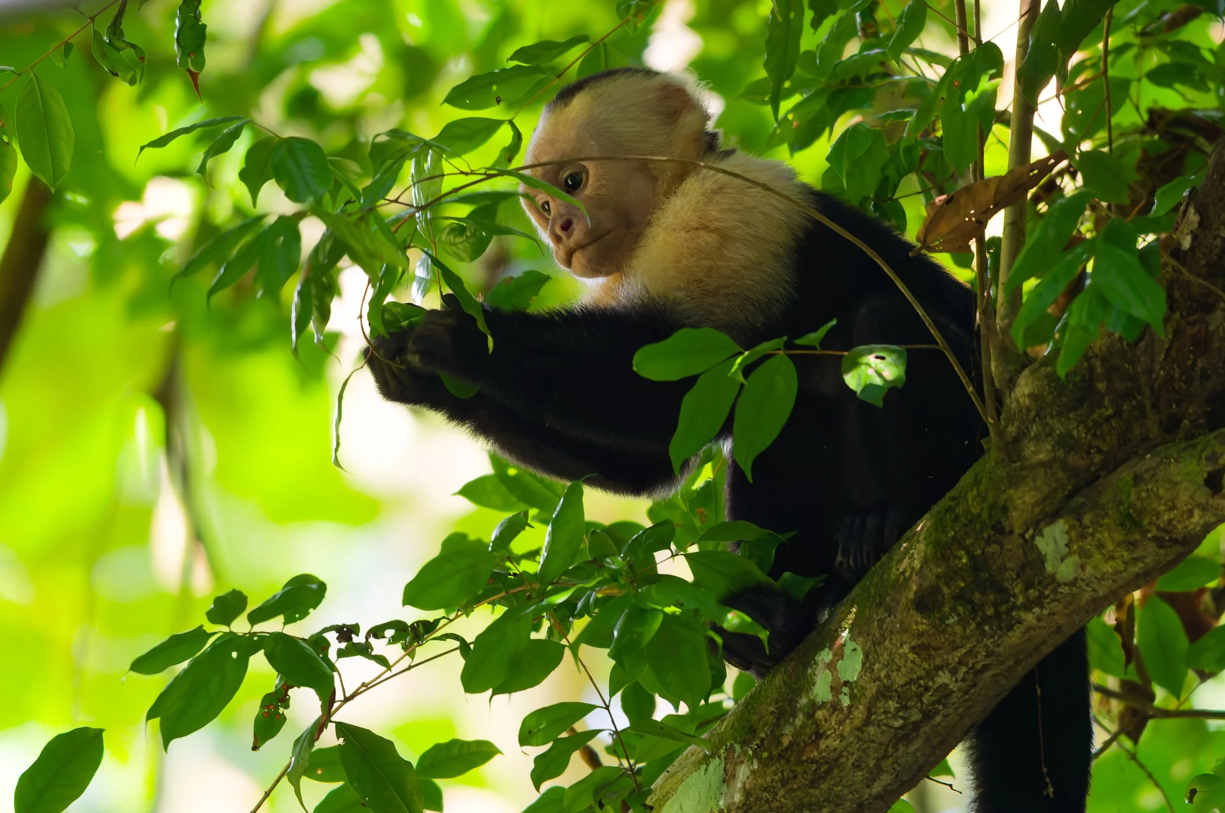 Costa Rica Wildlife-12.jpg