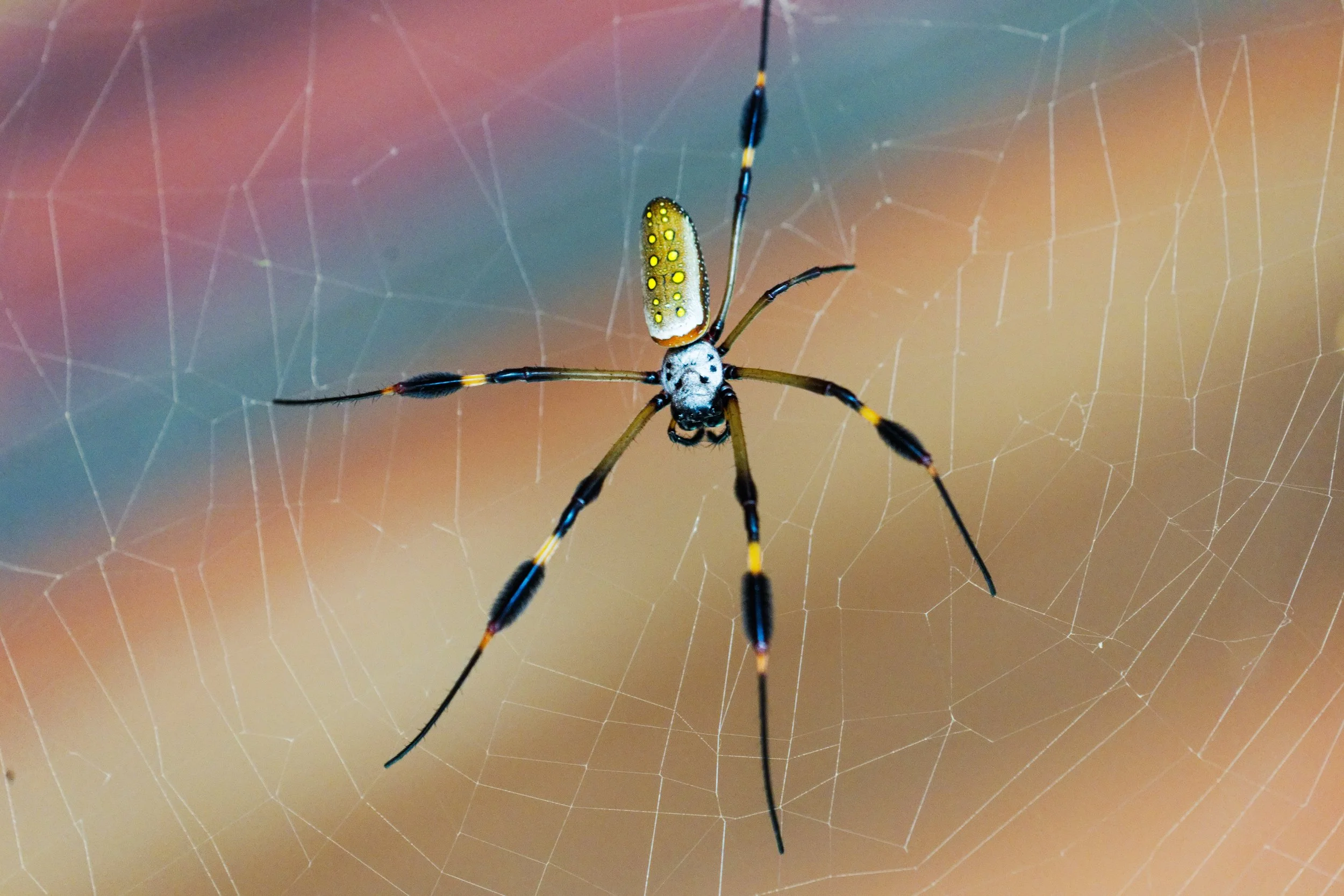 Costa Rica Wildlife-10.jpg