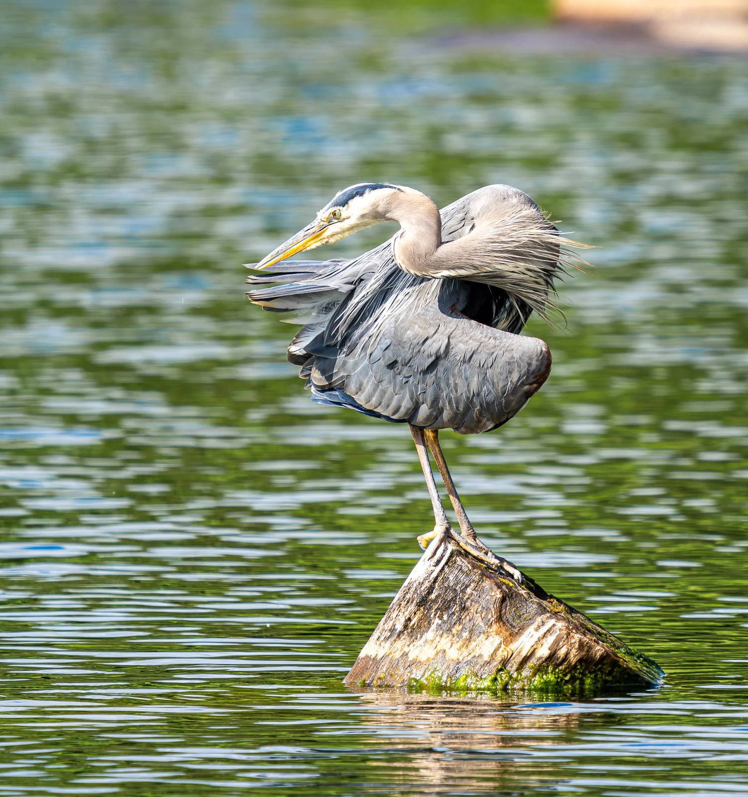 Blue Heron-1.jpg