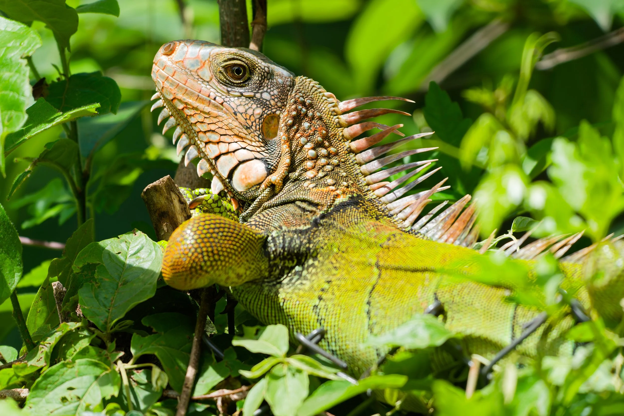 Costa Rica Wildlife-2.jpg