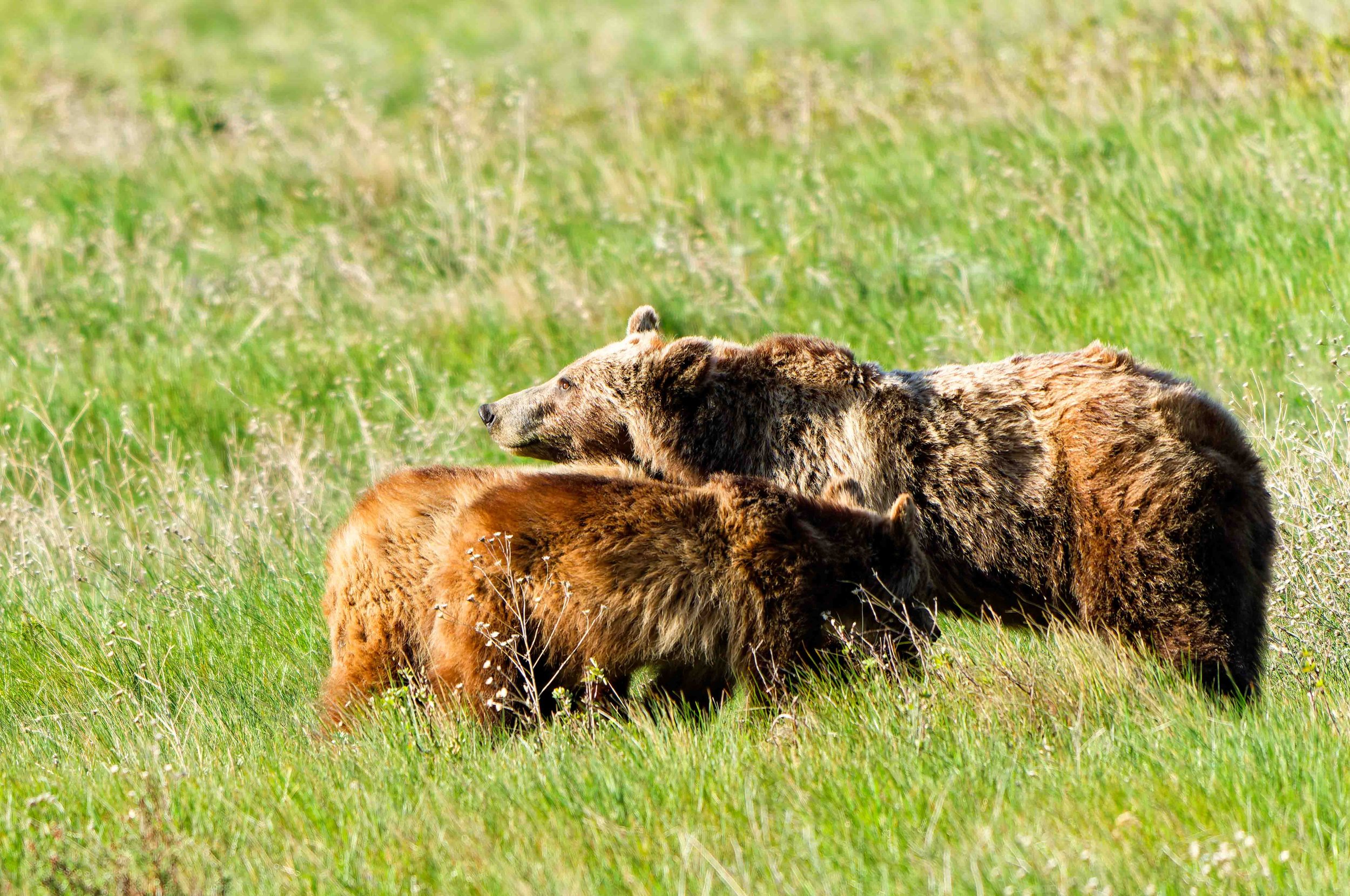 Glacier Park Wildlife-26.jpg