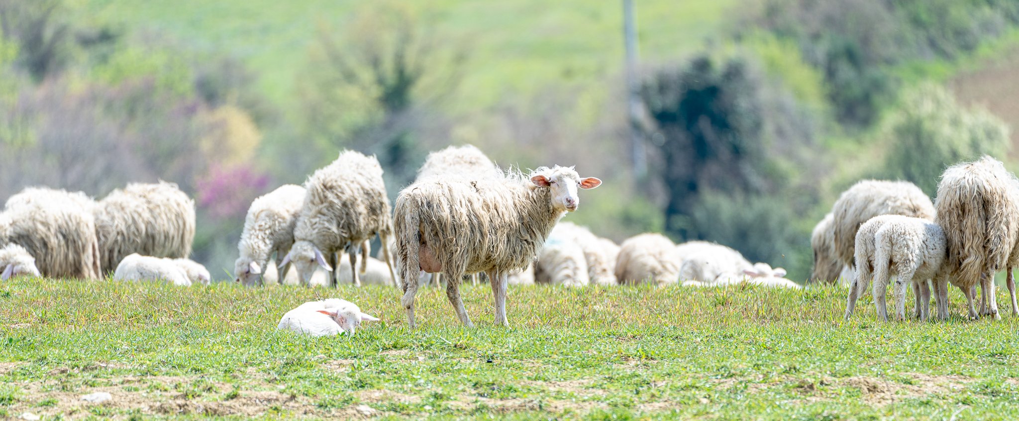 Tuskany Landscape-2.JPG