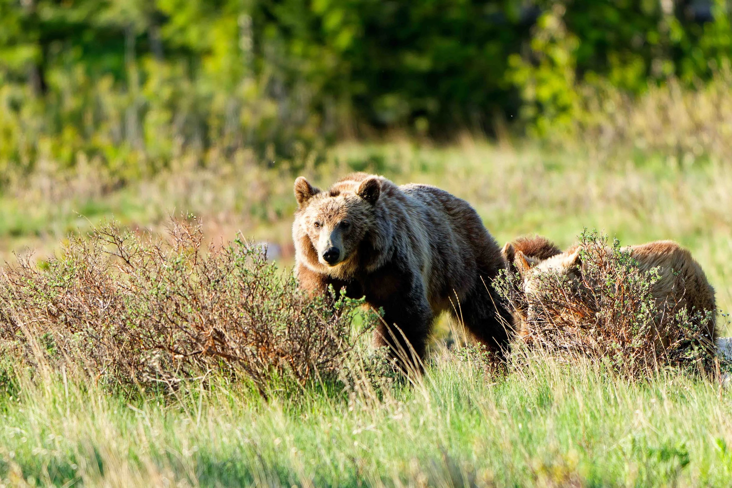 Glacier Park Wildlife-8.jpg